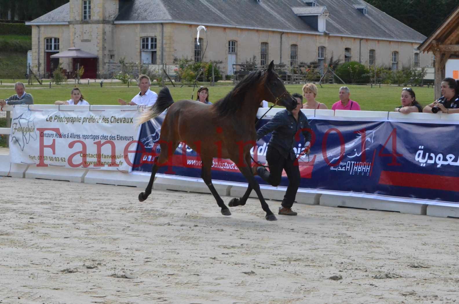 Championnat de FRANCE 2014 - Amateurs - KAL'ELLE D'ELHORIA - 02