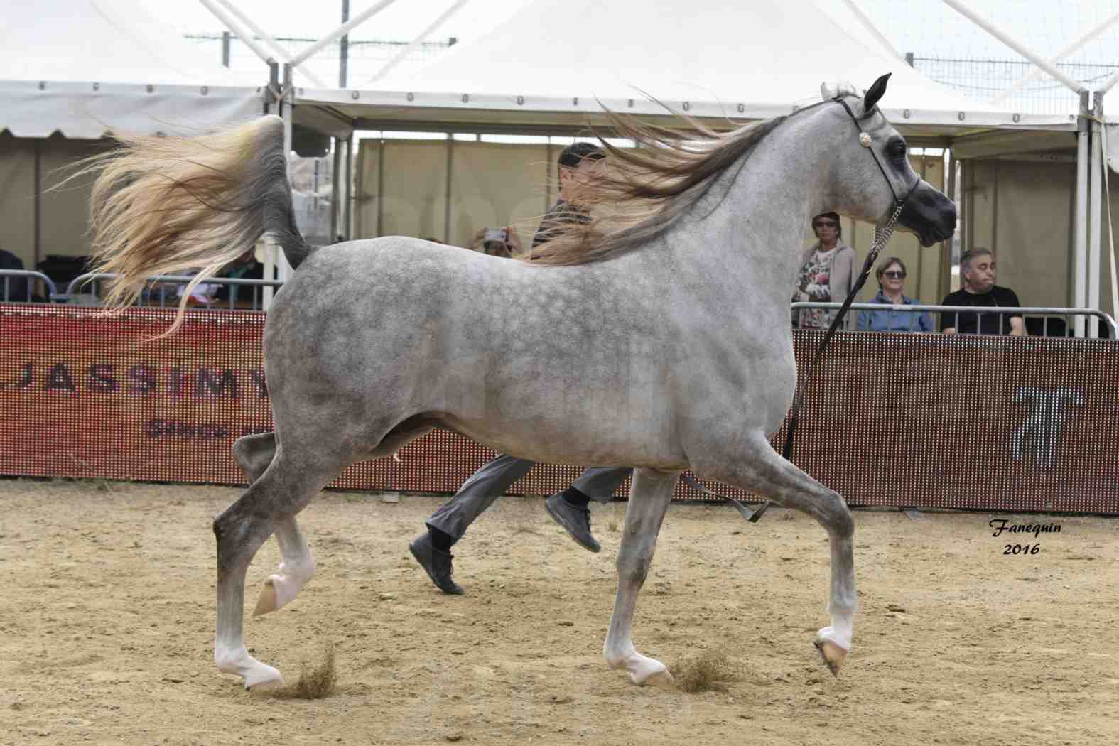 Championnat du pur-sang arabe de la Méditerranée et des pays arabes - MENTON 2016 - ALEXXANDERR - Notre Sélection - 13