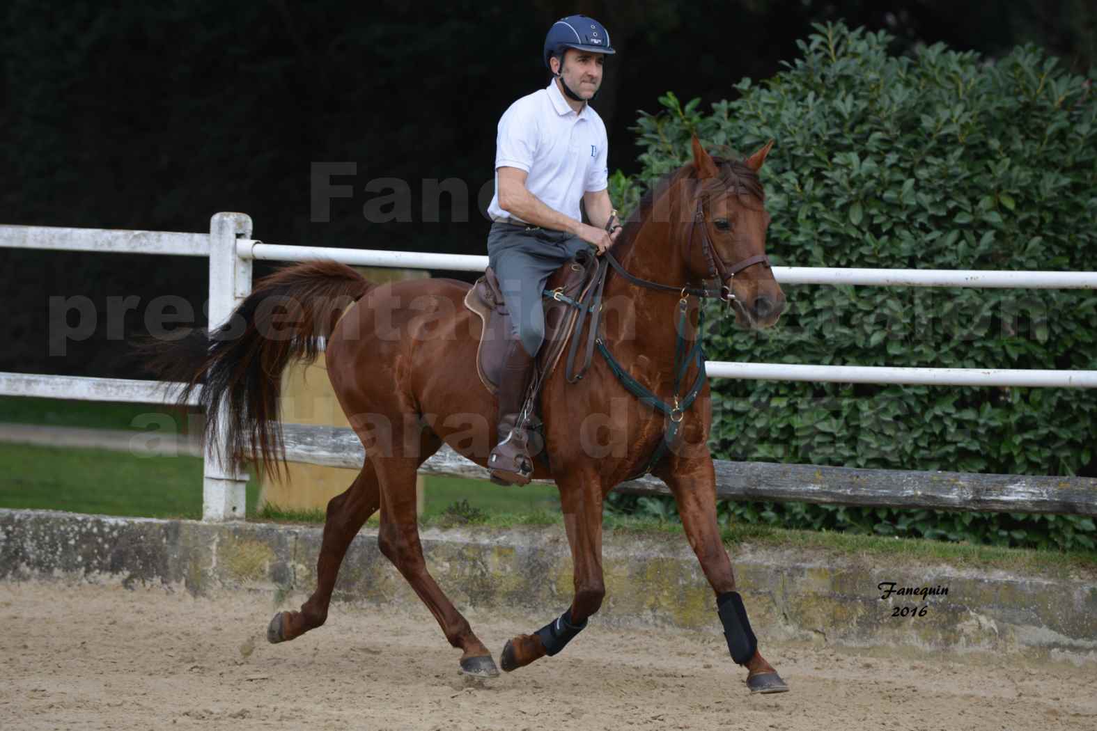 Présentation d’Étalons aux Haras d'UZES en 2016 - Présentation monté - INDIAN DIAKSIK - 1