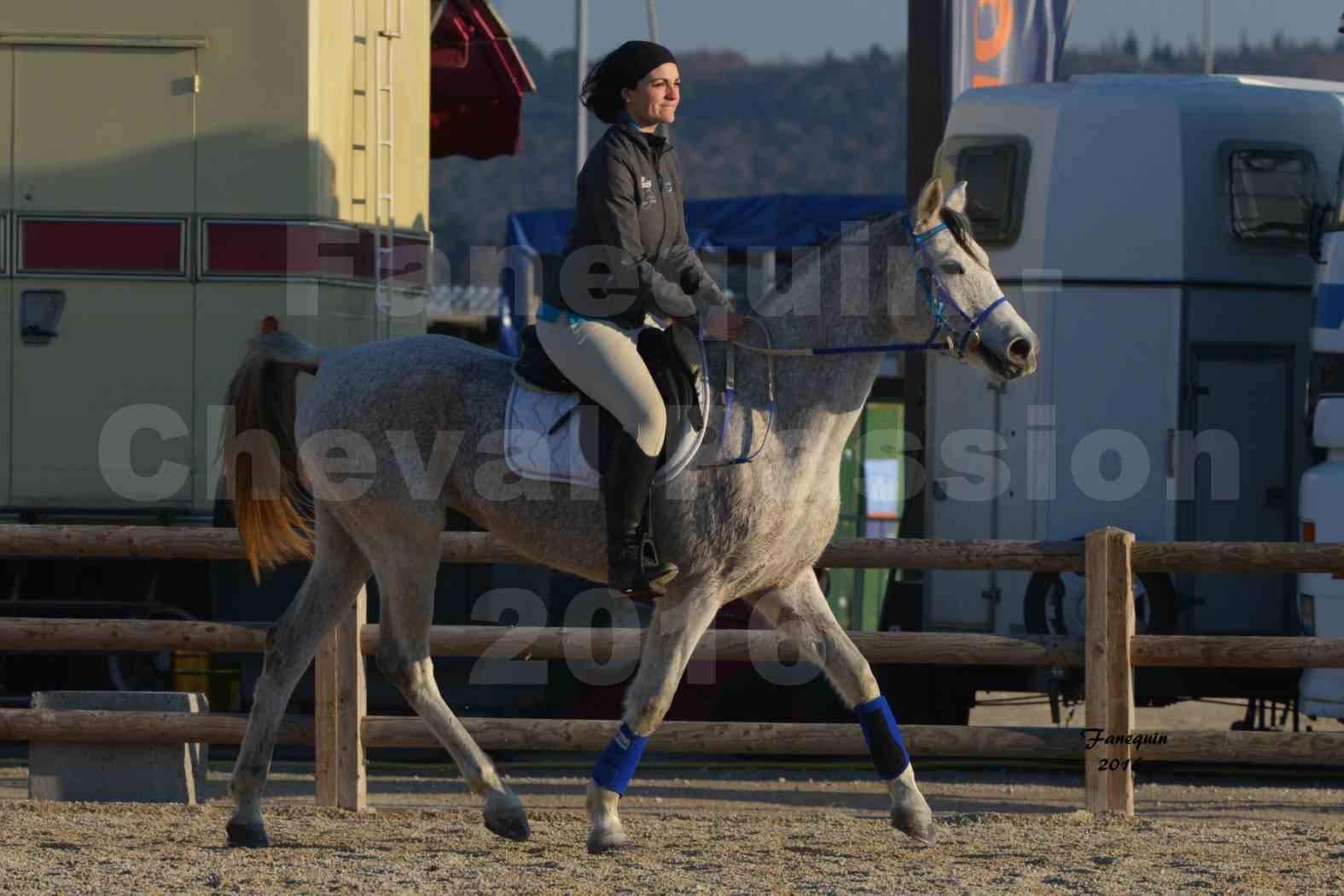 Cheval Passion 2016 - Présentation extérieure de chevaux Arabes montés - 10