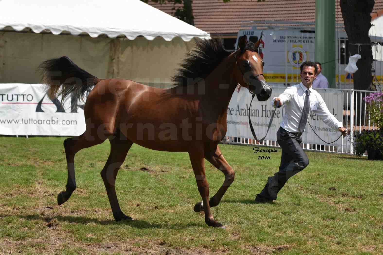 International Arabian Horse Show B de VICHY 2016 - ASRAR MS - Notre Sélection - 2