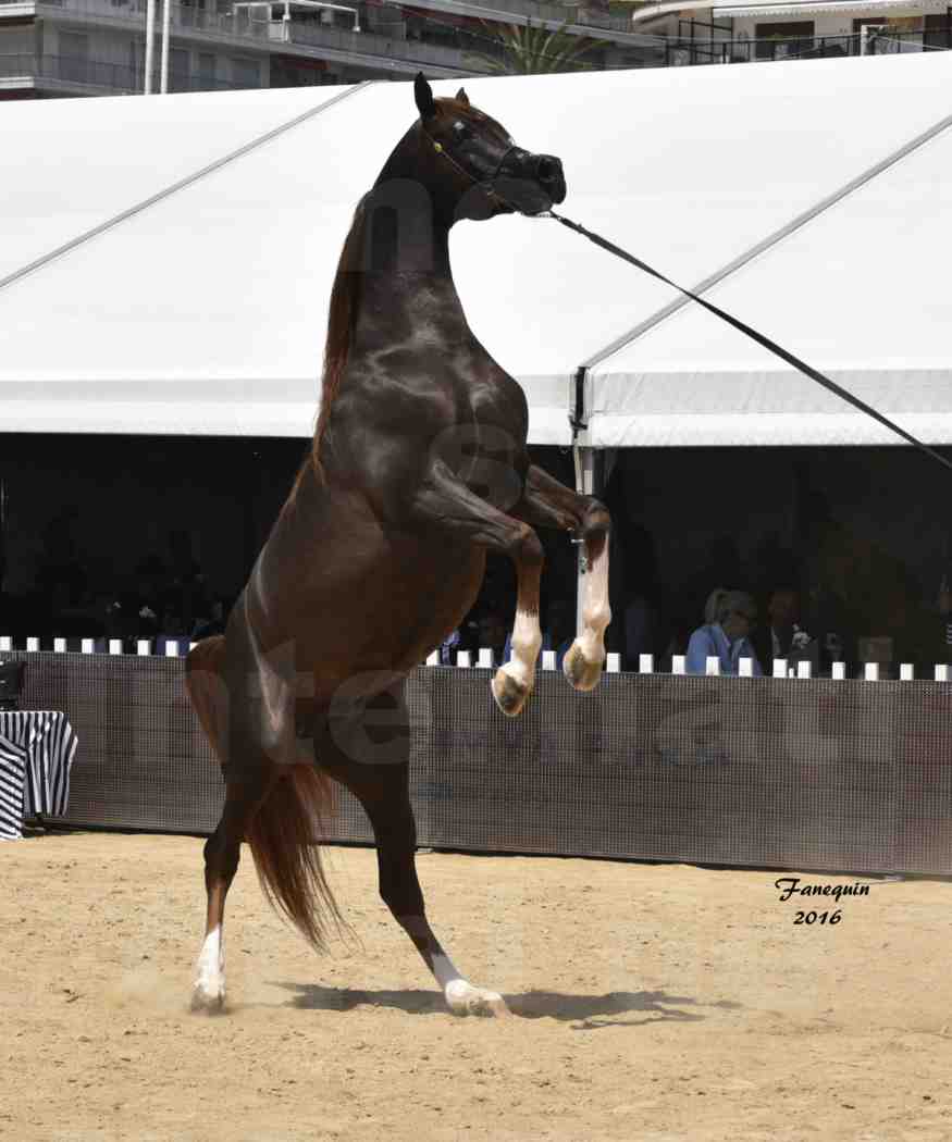 Championnat du pur-sang arabe de la Méditerranée et des pays arabes - MENTON 2016 - IM BAYARD CATHARE - Notre Sélection - Cabrage - 1