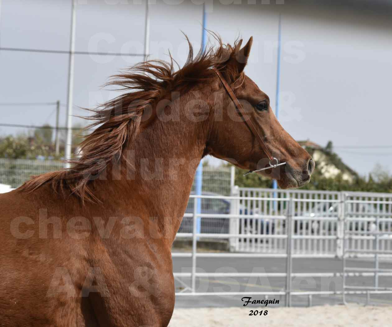 Concours d'élevage de Chevaux Arabes - D. S. A. - A. A. - ALBI les 6 & 7 Avril 2018 - FLEURON CONDO - Notre Sélection - Portraits - 3