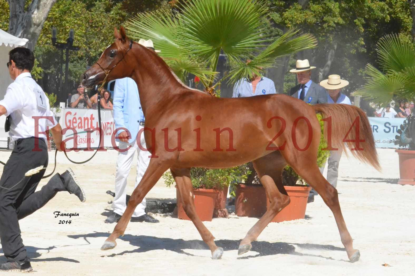 Concours National de Nîmes de chevaux ARABES 2014 - TALISMA KALLISTE - 5
