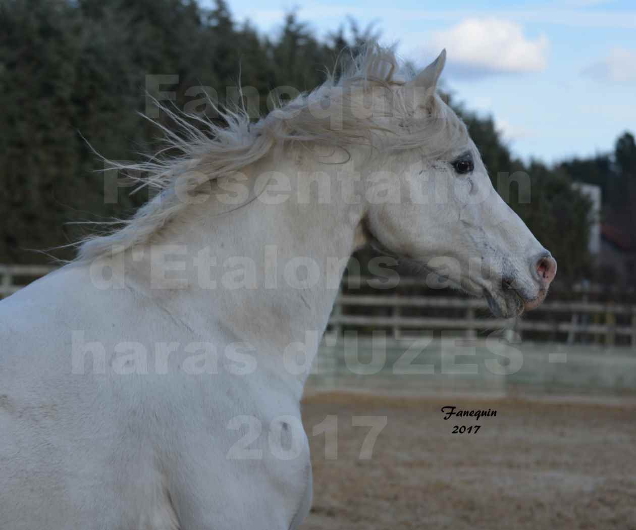 Présentation d’Étalons aux Haras d'UZES - présentation en liberté - Portraits - FELOUK DE LA CHAMPOLINE - 4
