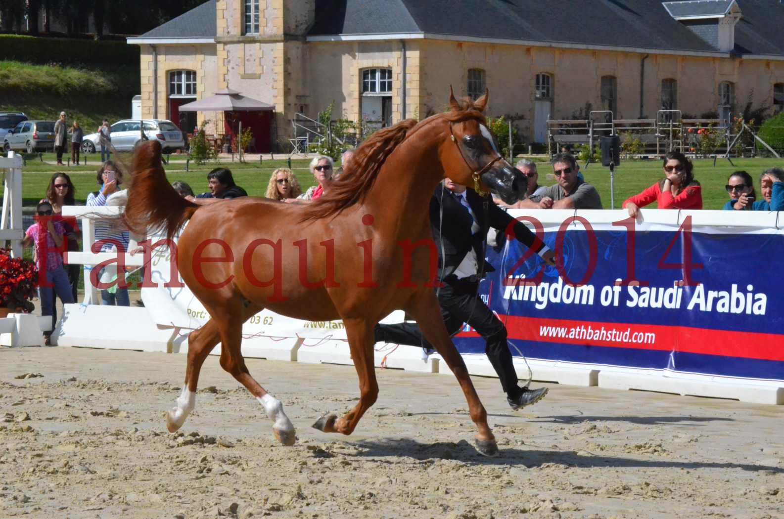 ﻿CHAMPIONNAT DE FRANCE 2014 A POMPADOUR - Sélection - KINSHASA JA - 13