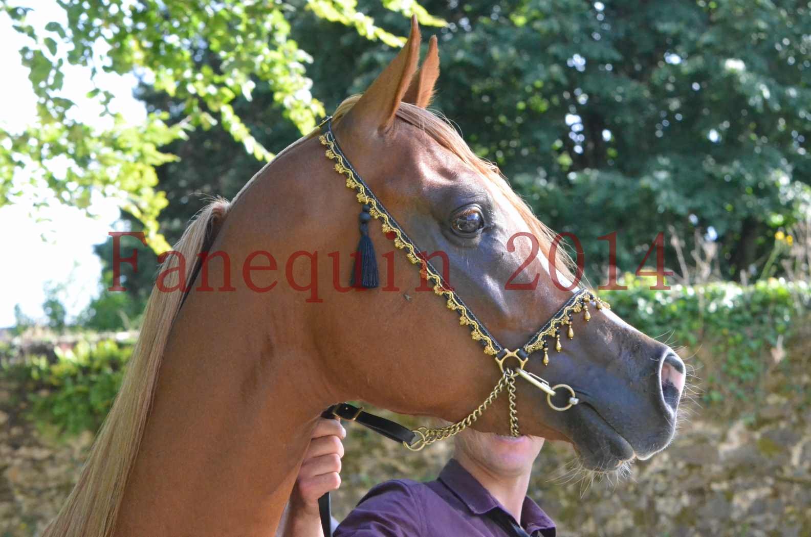 Championnat de FRANCE 2014 - Amateurs - SELECTO IBN SAMAWI - 162