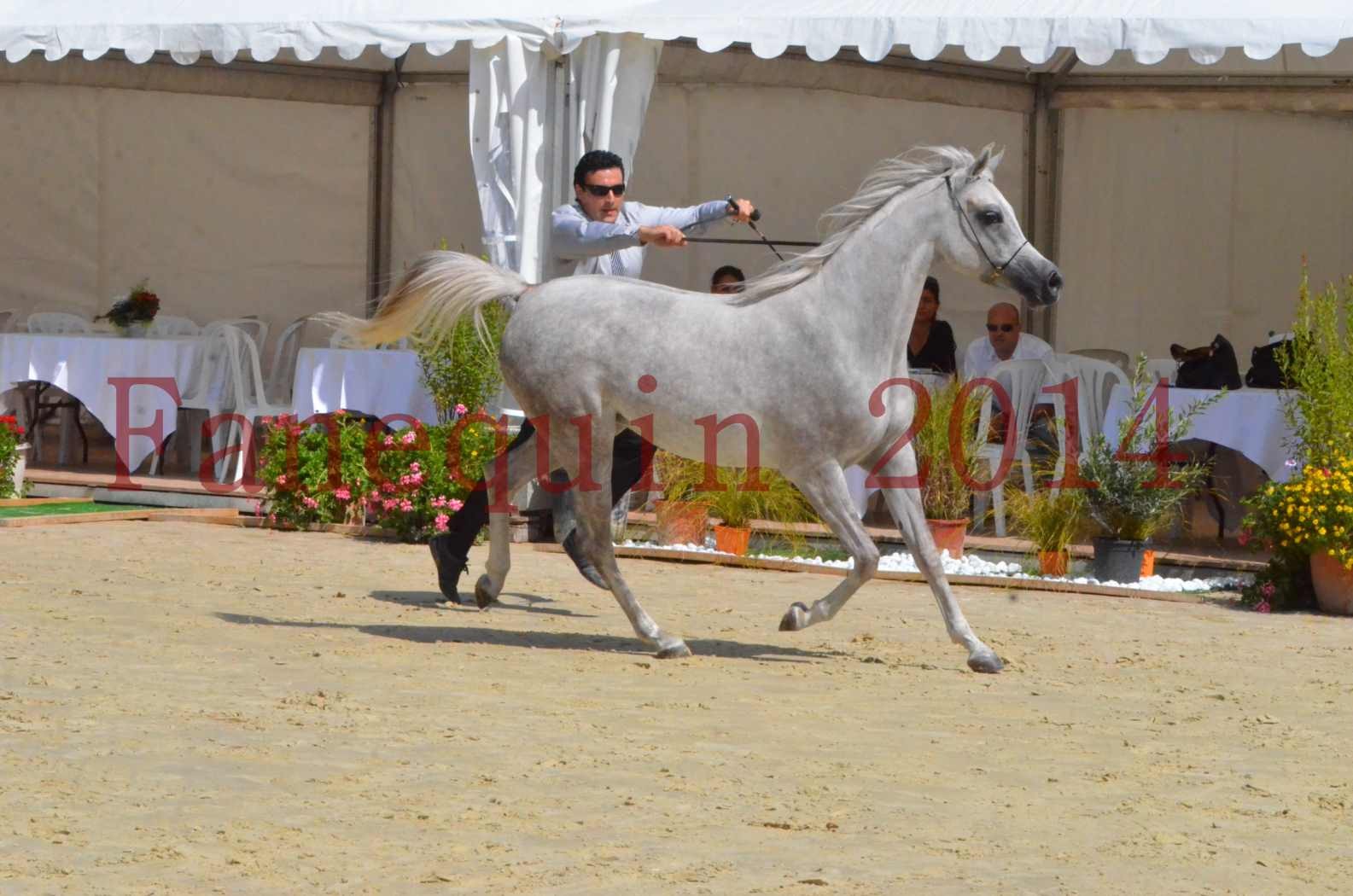 Championnat de FRANCE 2014 - Amateurs - VOLODIA DE LAFON - 044