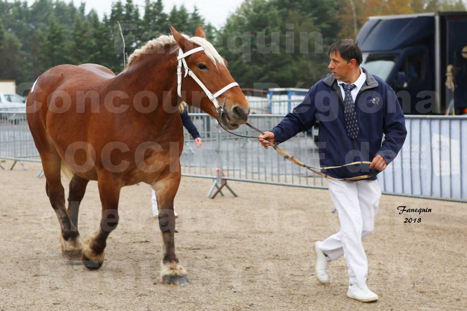 Concours Régional OCCITANIE de chevaux de traits à REQUISTA - DIANE DE GRILLOLES - 2