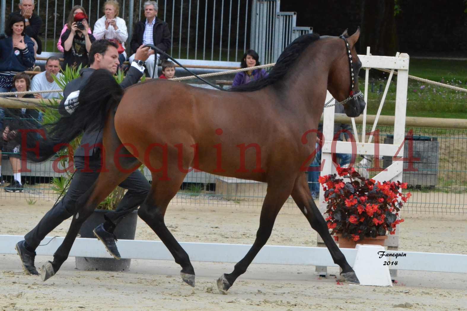 CHAMPIONNAT DE FRANCE 2014 A POMPADOUR - Notre Sélection - ABSOLUT DE DJOON - 02