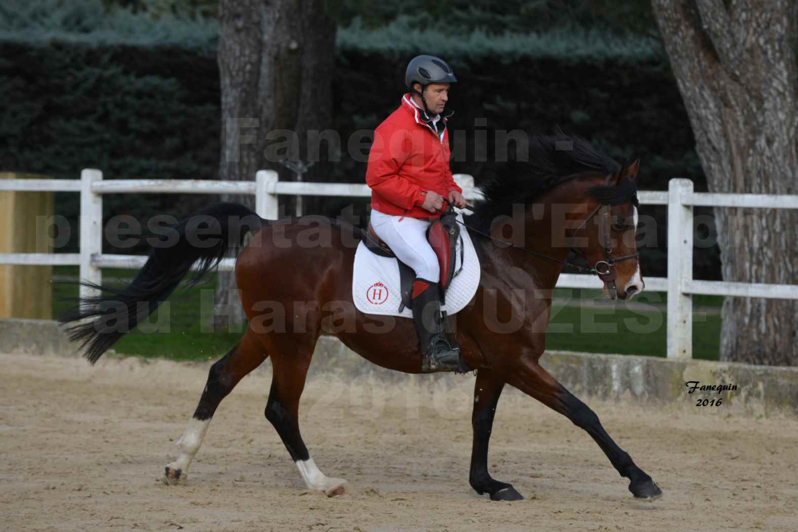 Présentation d’Étalons aux Haras d'UZES en 2016 - Présentation monté - BORMANE DE MUREL - 3