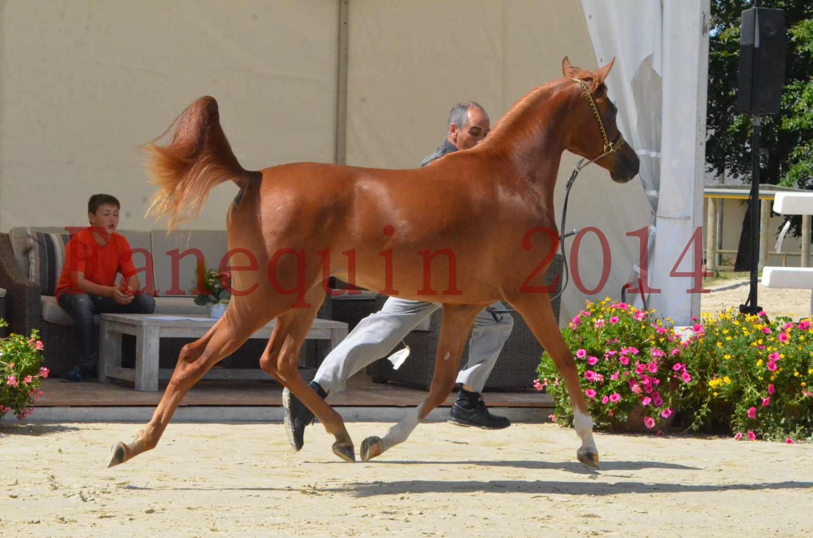 Championnat de FRANCE 2014 - Amateurs - SH CALLAS BINT ARMANI - 22