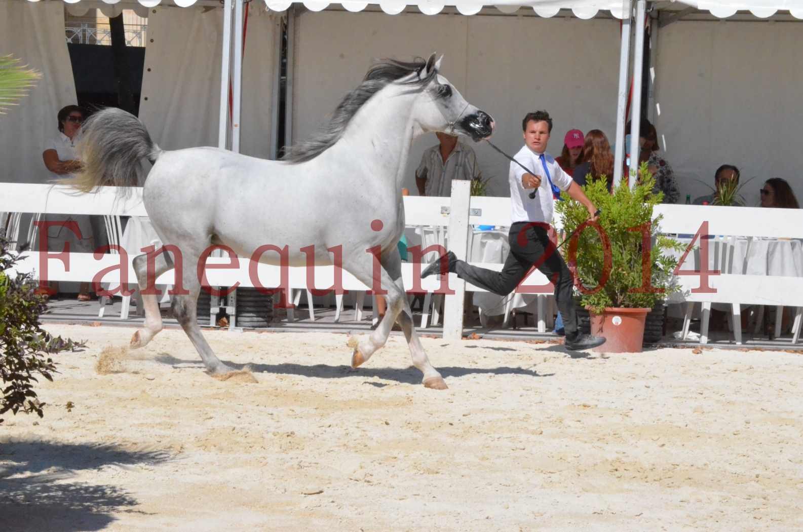 Concours National de Nîmes de chevaux ARABES 2014 - Sélection - SHAOLIN DE NEDJAIA - 03