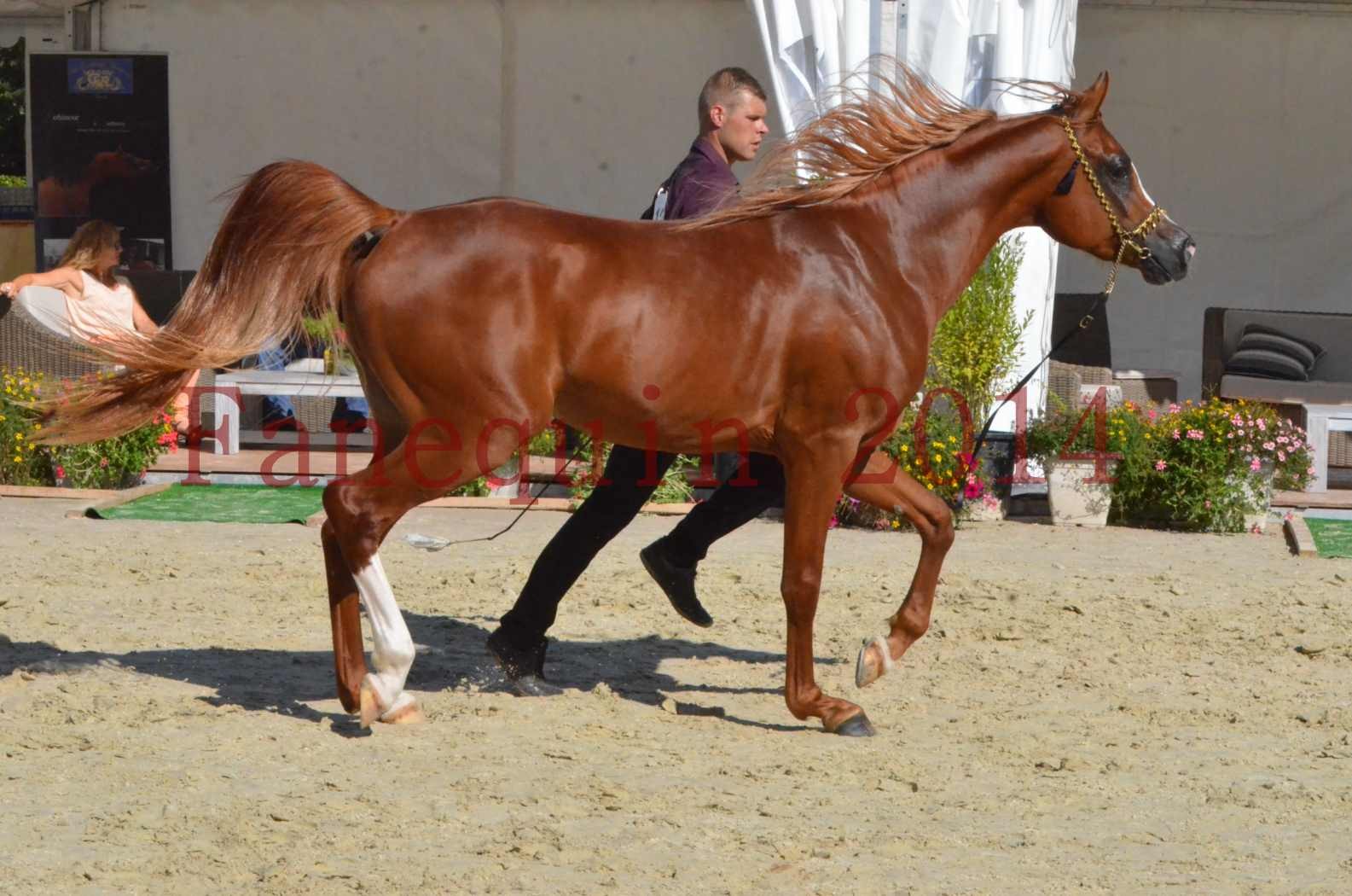 Championnat de FRANCE 2014 - Amateurs - SELECTO IBN SAMAWI - 043