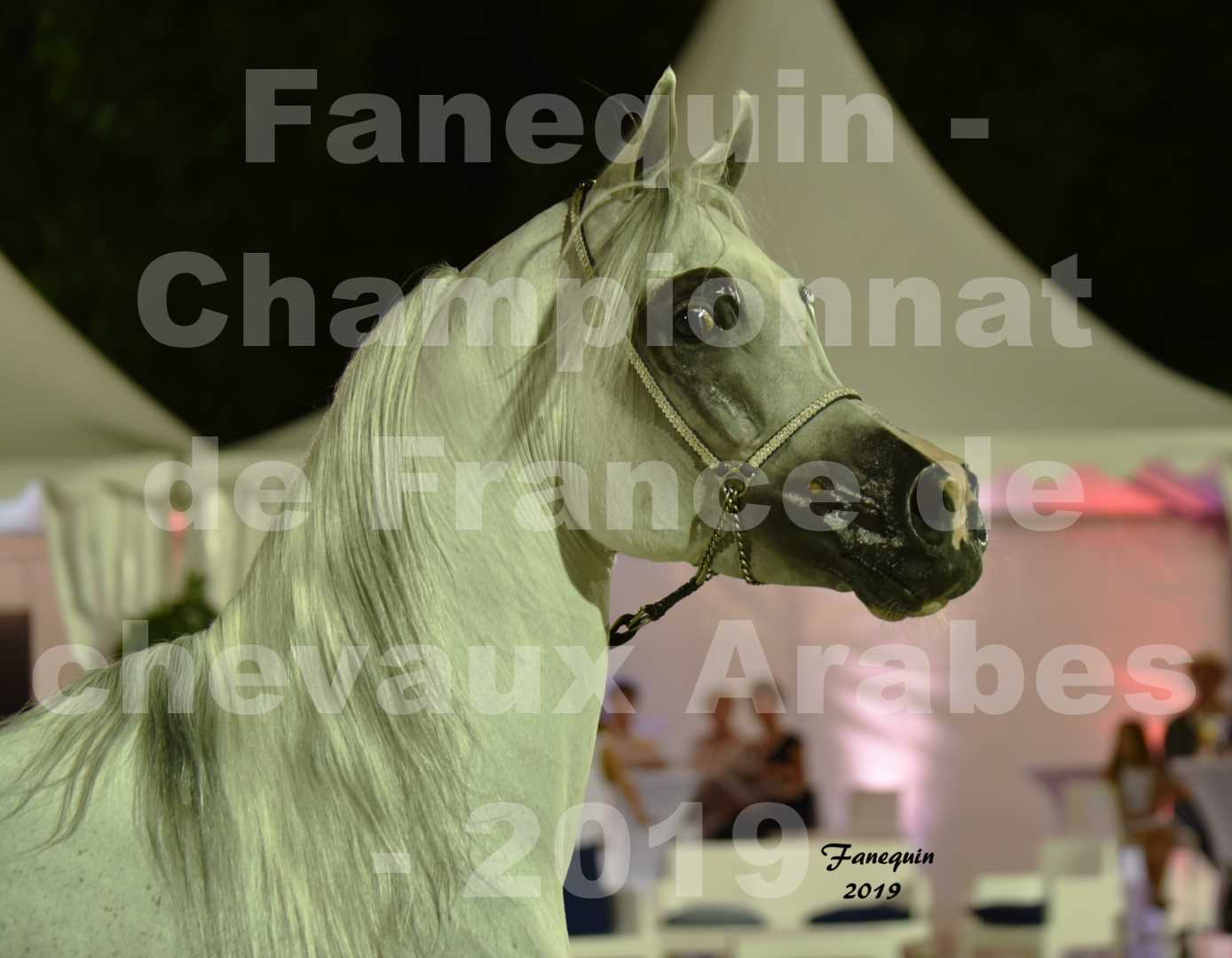 Championnat de France des chevaux Arabes en 2019 à VICHY - SHAMS EL ASHIRAF - Portraits - 1