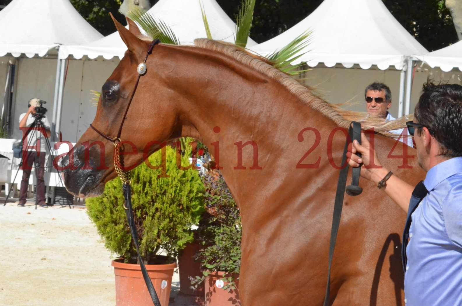 Concours National de Nîmes de chevaux ARABES 2014 - Championnat - MASSAI DE BARREL - 66