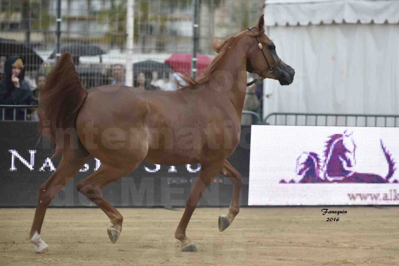 Championnat du pur-sang arabe de la Méditerranée et des pays arabes - MENTON 2016 - FARAH AL SHAQAB - Notre Sélection - 07