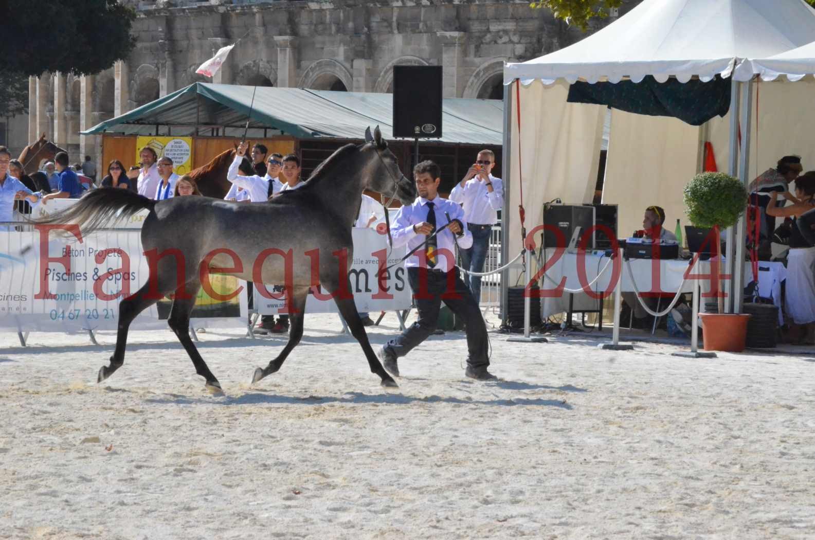 Concours National de Nîmes de chevaux ARABES 2014 - Championnat - JOSEPH'S BOUZIOLS - C 01