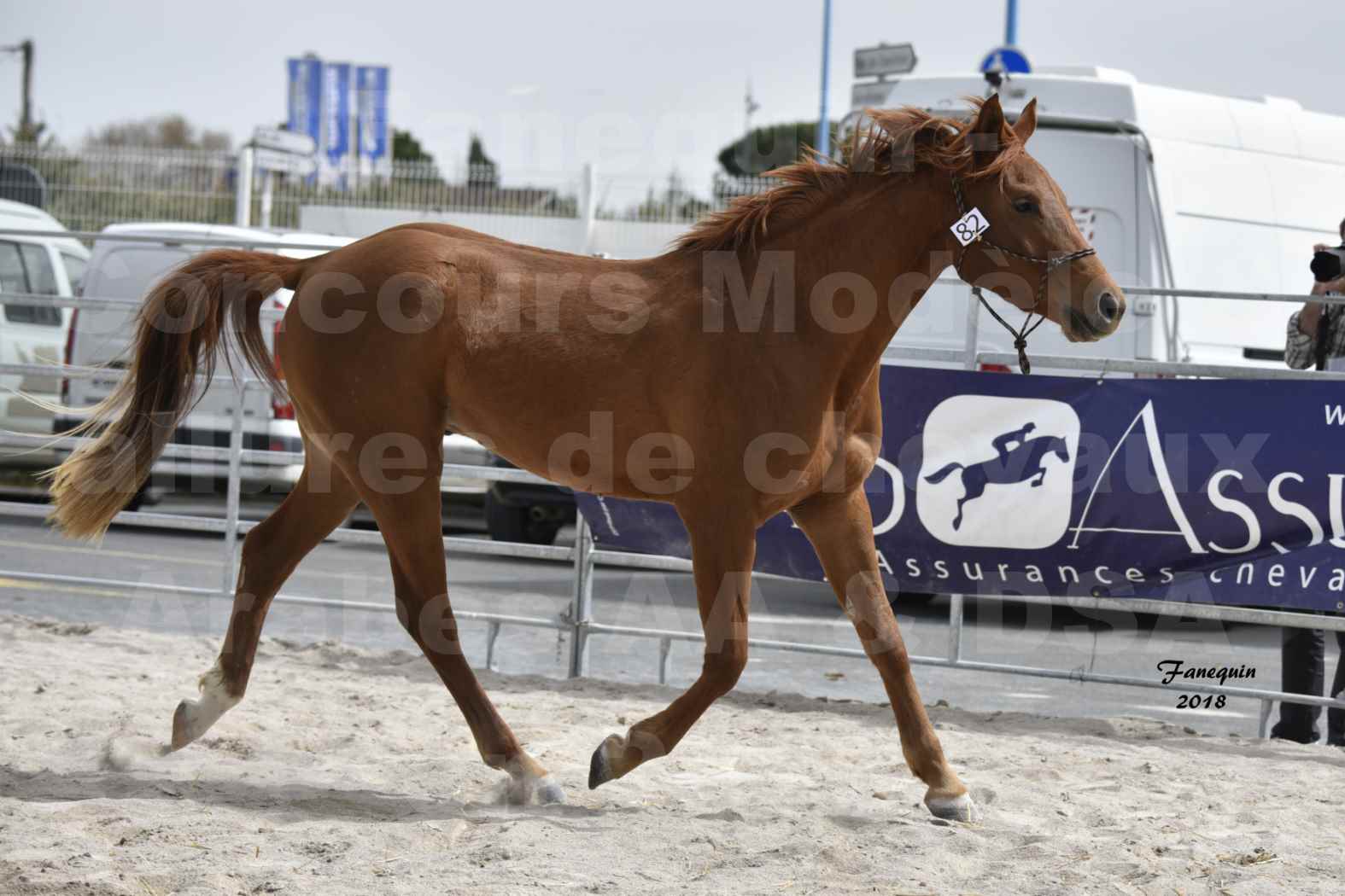 Concours d'élevage de Chevaux Arabes - D. S. A. - A. A. - ALBI les 6 & 7 Avril 2018 - FOXTROT DU GRIOU - Notre Sélection - 6