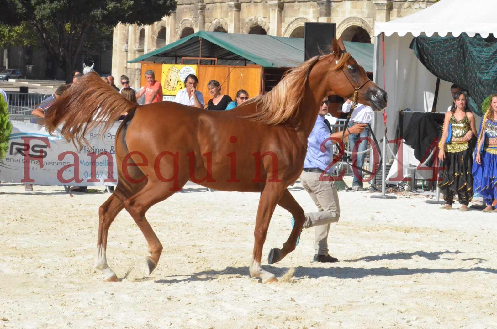 Concours National de Nîmes de chevaux ARABES 2014 - Championnat - MASSAI DE BARREL - 76