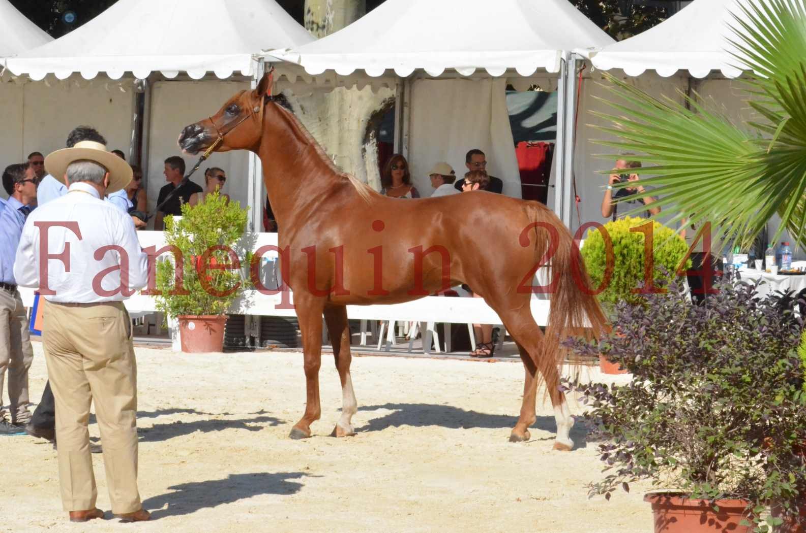 Concours National de Nîmes de chevaux ARABES 2014 - Championnat - MASSAI DE BARREL - 85