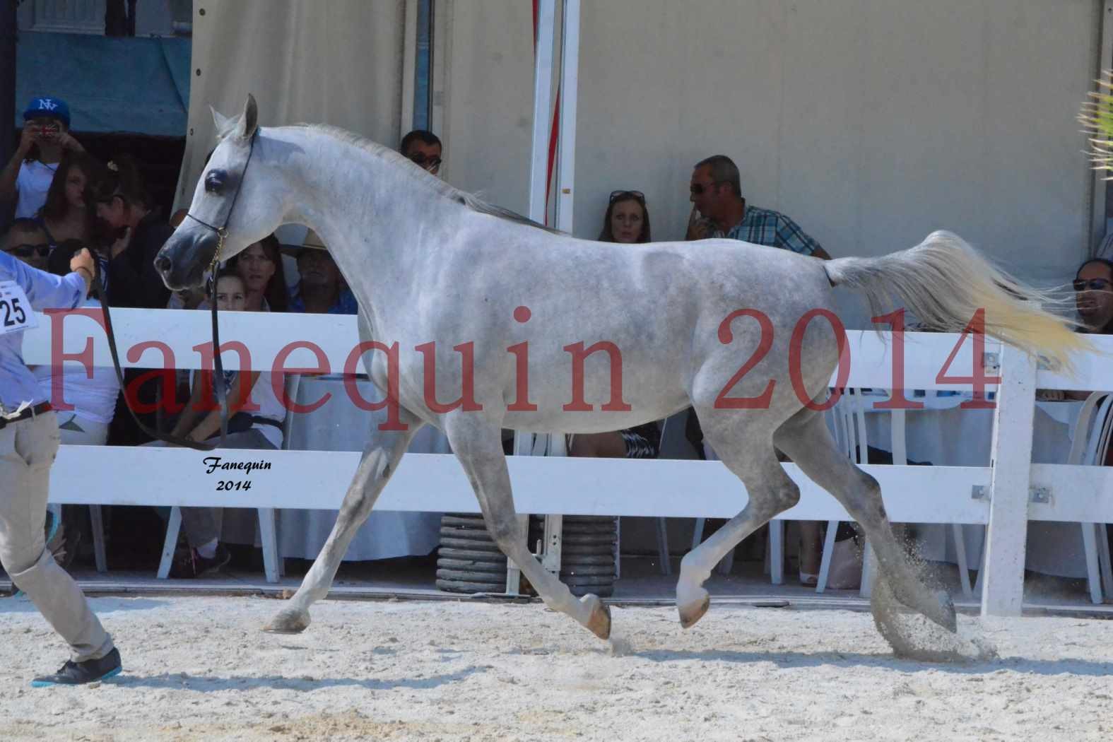 Concours National de Nîmes de chevaux ARABES 2014 - Notre Sélection - ELLESTERA - 01