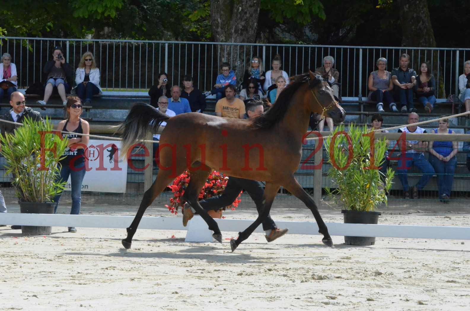 Championnat de FRANCE 2014 - Amateurs - KAL'ELLE D'ELHORIA - 40