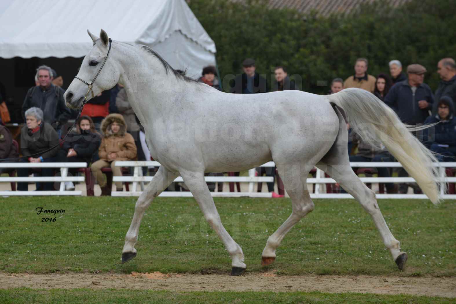 Présentation d’Étalons aux Haras d'UZES en 2016 - Présentation en longe - QATAR IBN - 3