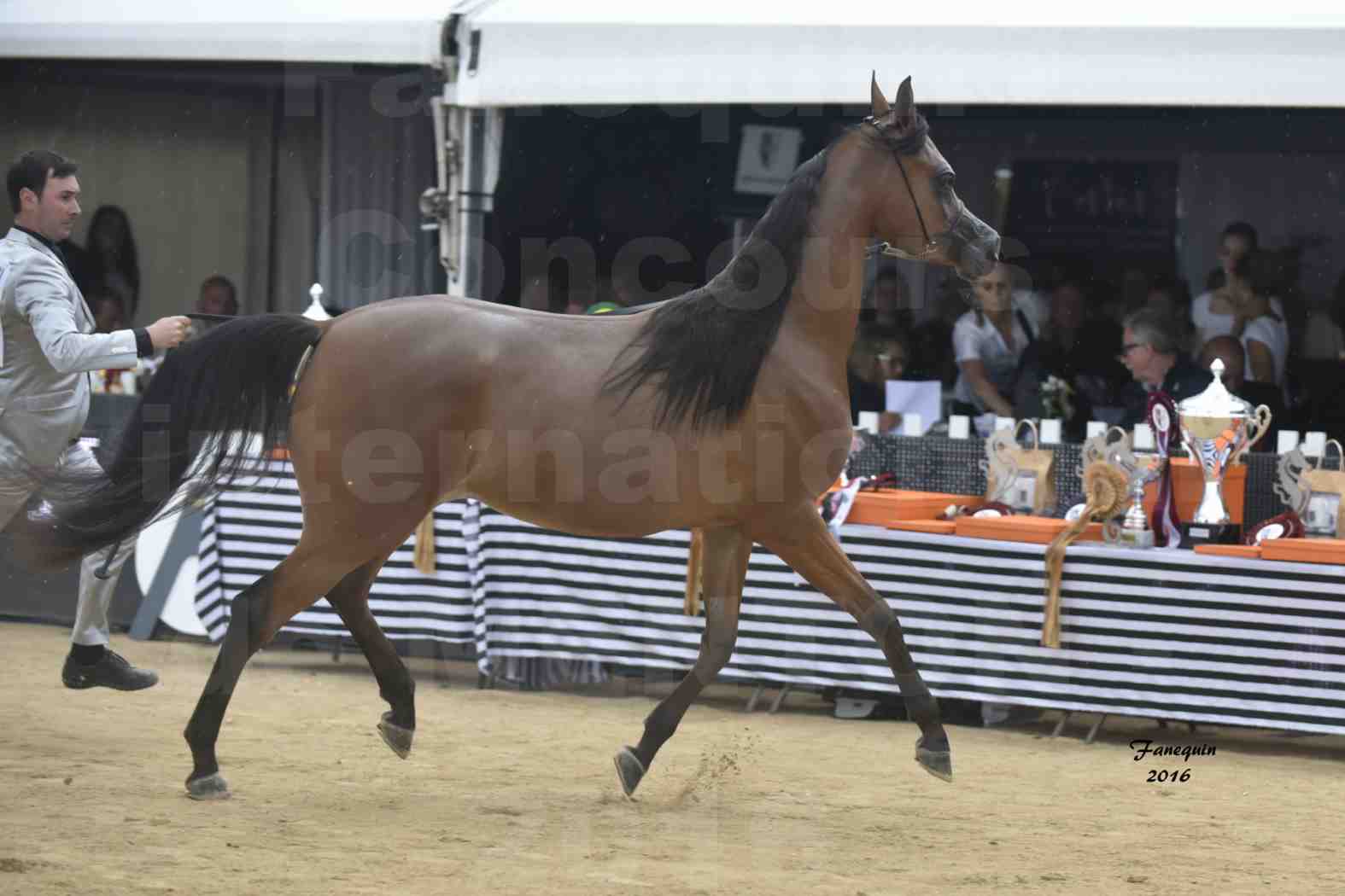 Championnat du pur-sang arabe de la Méditerranée et des pays arabes - MENTON 2016 - MAI AL JASSIMYA - Notre Sélection - 5