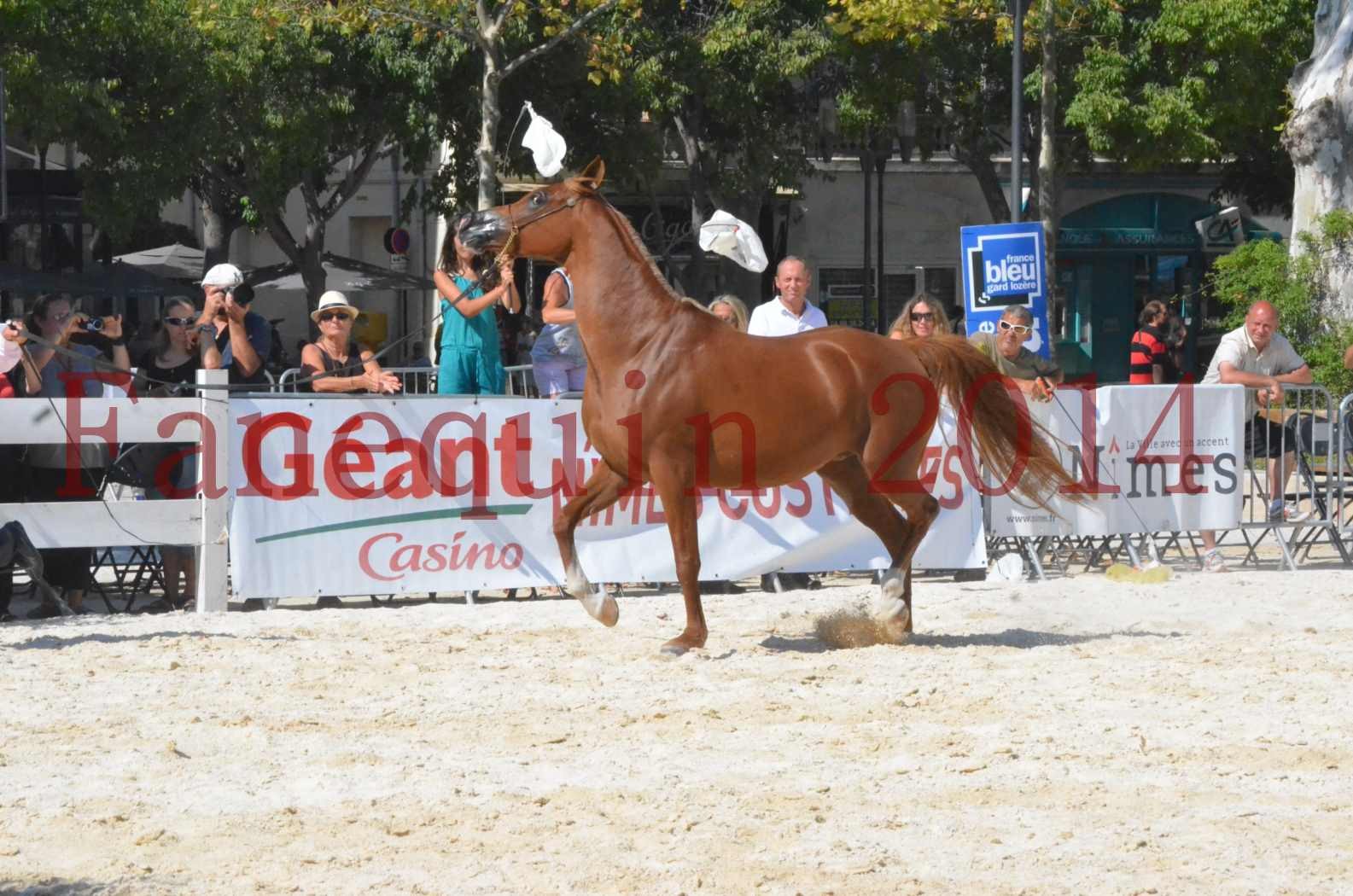 Concours National de Nîmes de chevaux ARABES 2014 - Championnat - MASSAI DE BARREL - 20