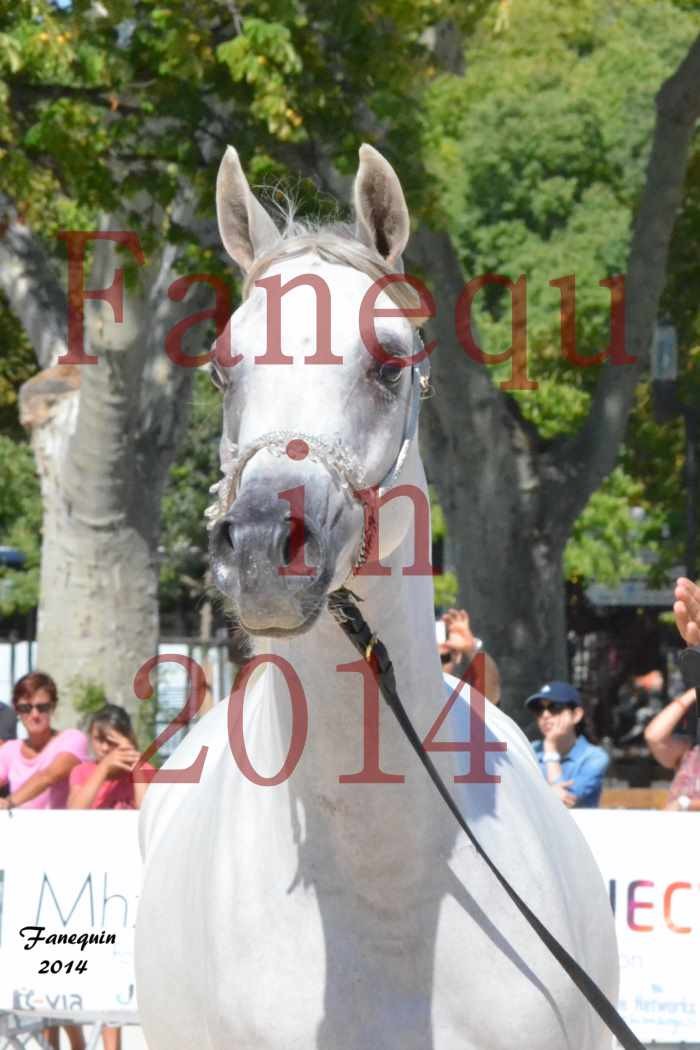 Concours National de Nîmes de chevaux ARABES 2014 - ENVY ETERNITY - 17