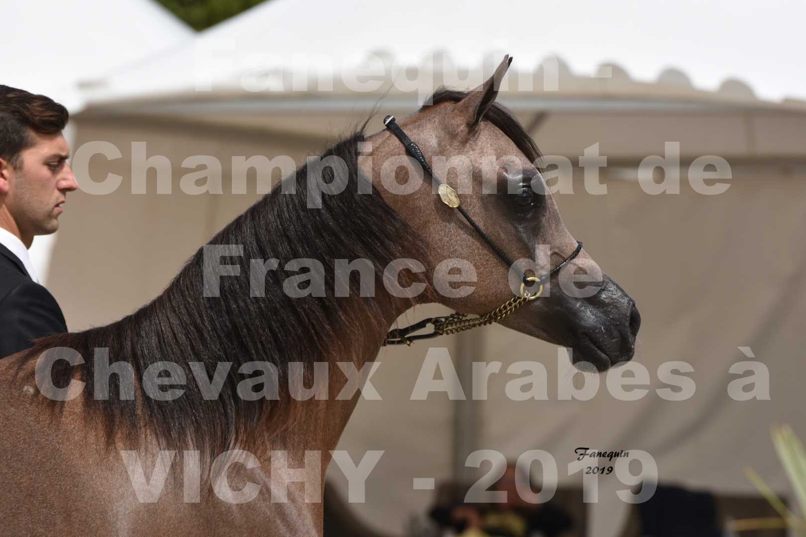 Championnat de France des chevaux Arabes en 2019 à VICHY - KENELM MISTRAL - 1