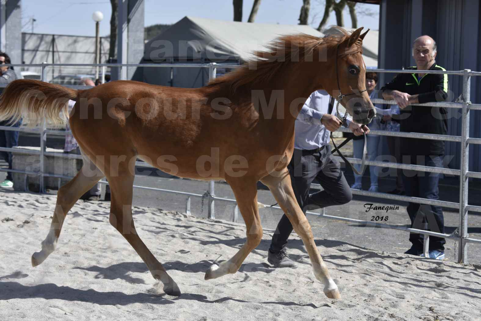 Concours d'élevage de Chevaux Arabes - D S A - A A - ALBI les 6 & 7 Avril 2018 - MARCUS DE LAFON - Notre Sélection - 1