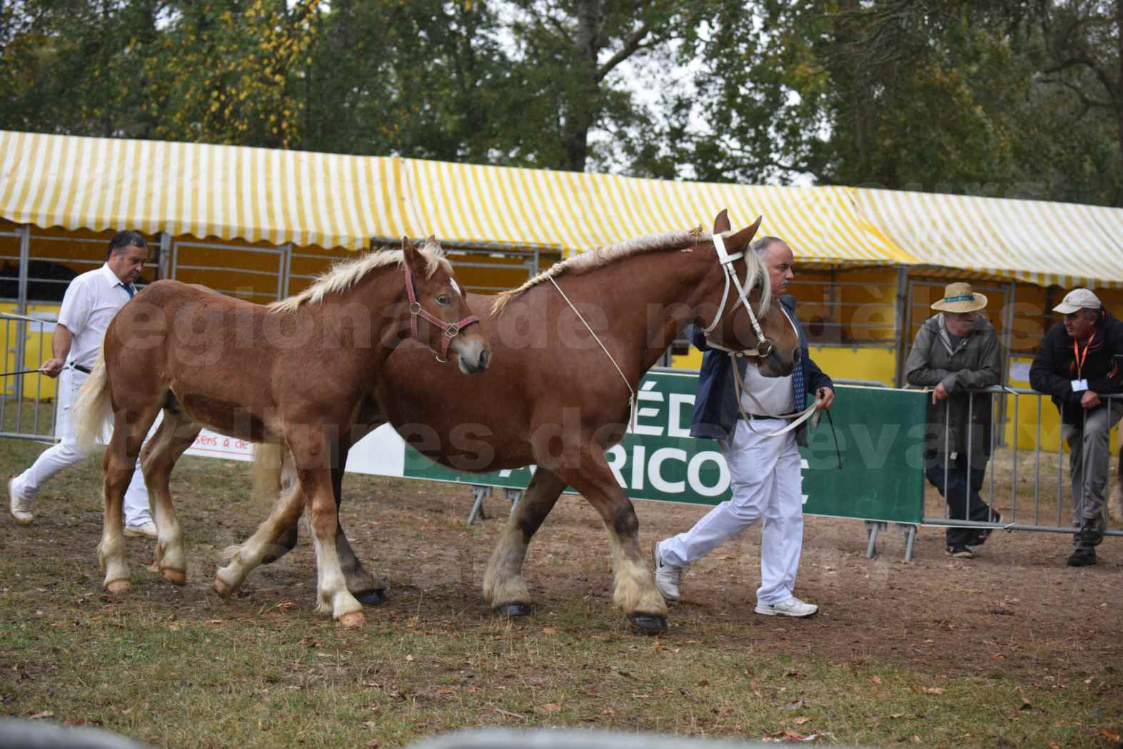 Concours Régional de chevaux de traits en 2017 - Jument Suitée - Trait COMTOIS - TOSCANE DE GIOUX - 02