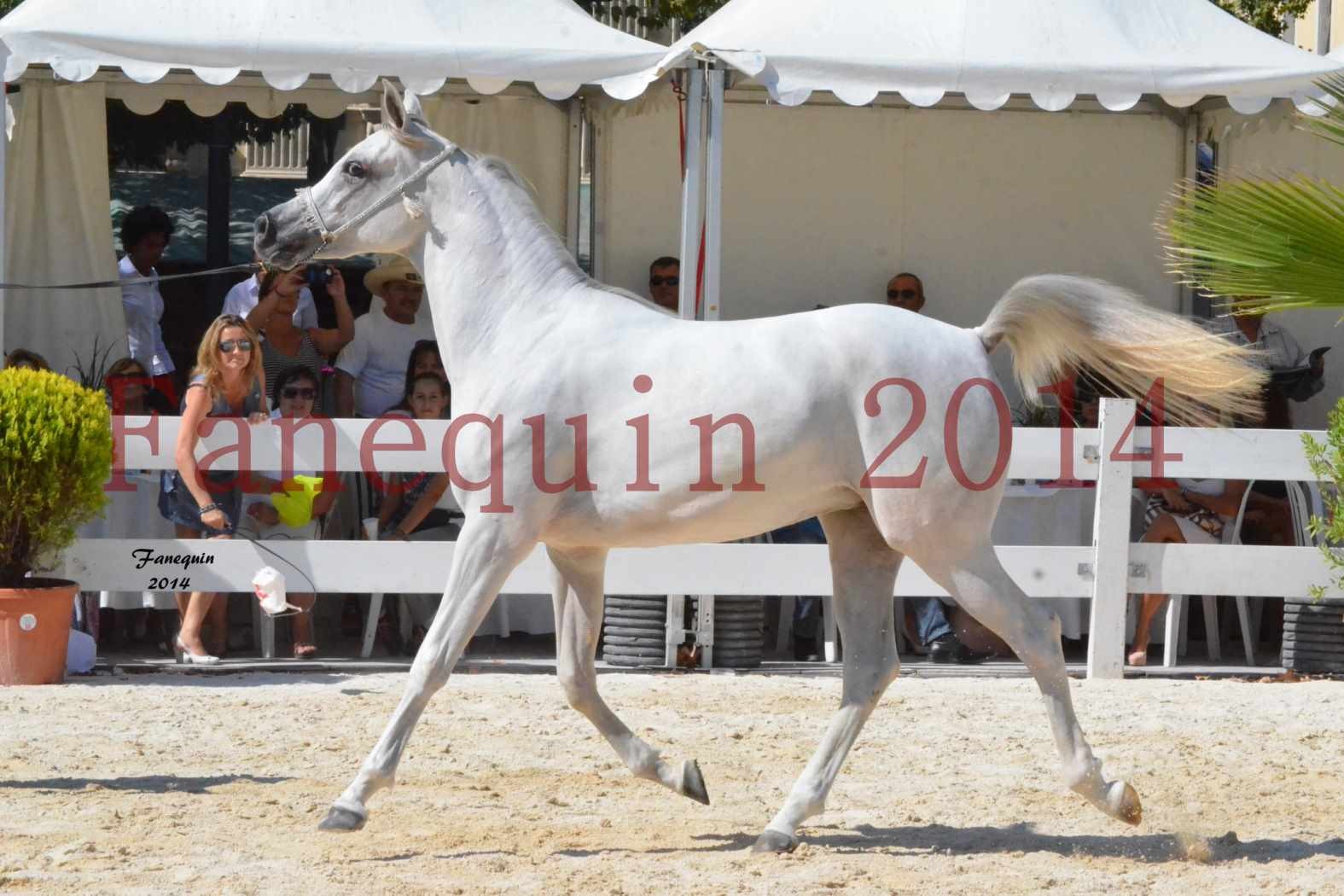 Concours National de Nîmes de chevaux ARABES 2014 - ENVY ETERNITY - 05