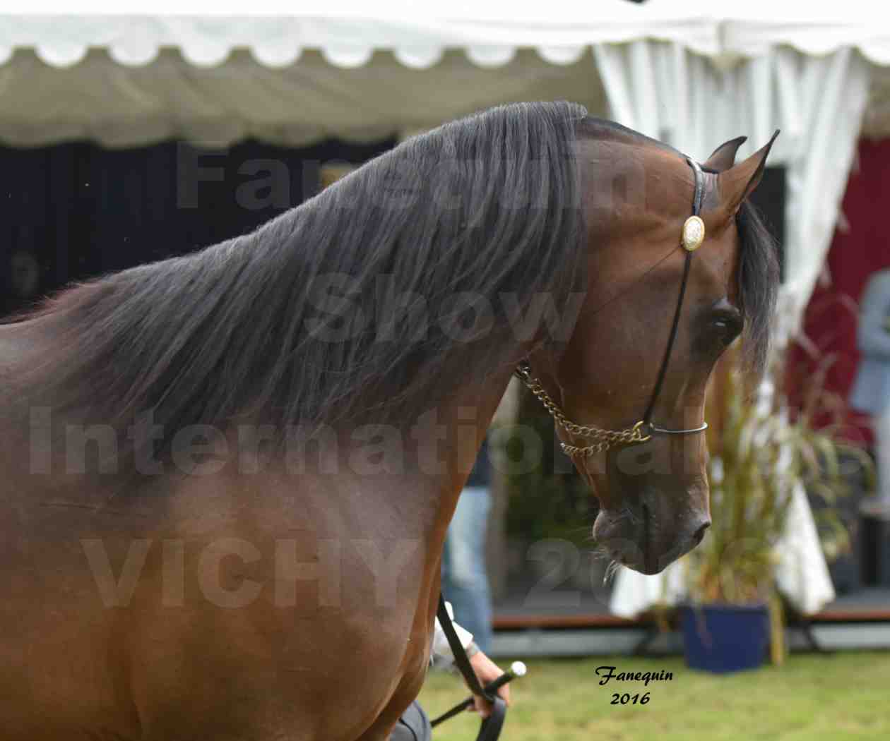 International Arabian Horse Show B de VICHY 2016 - MILLIAR - Notre Sélection - Portraits - 8