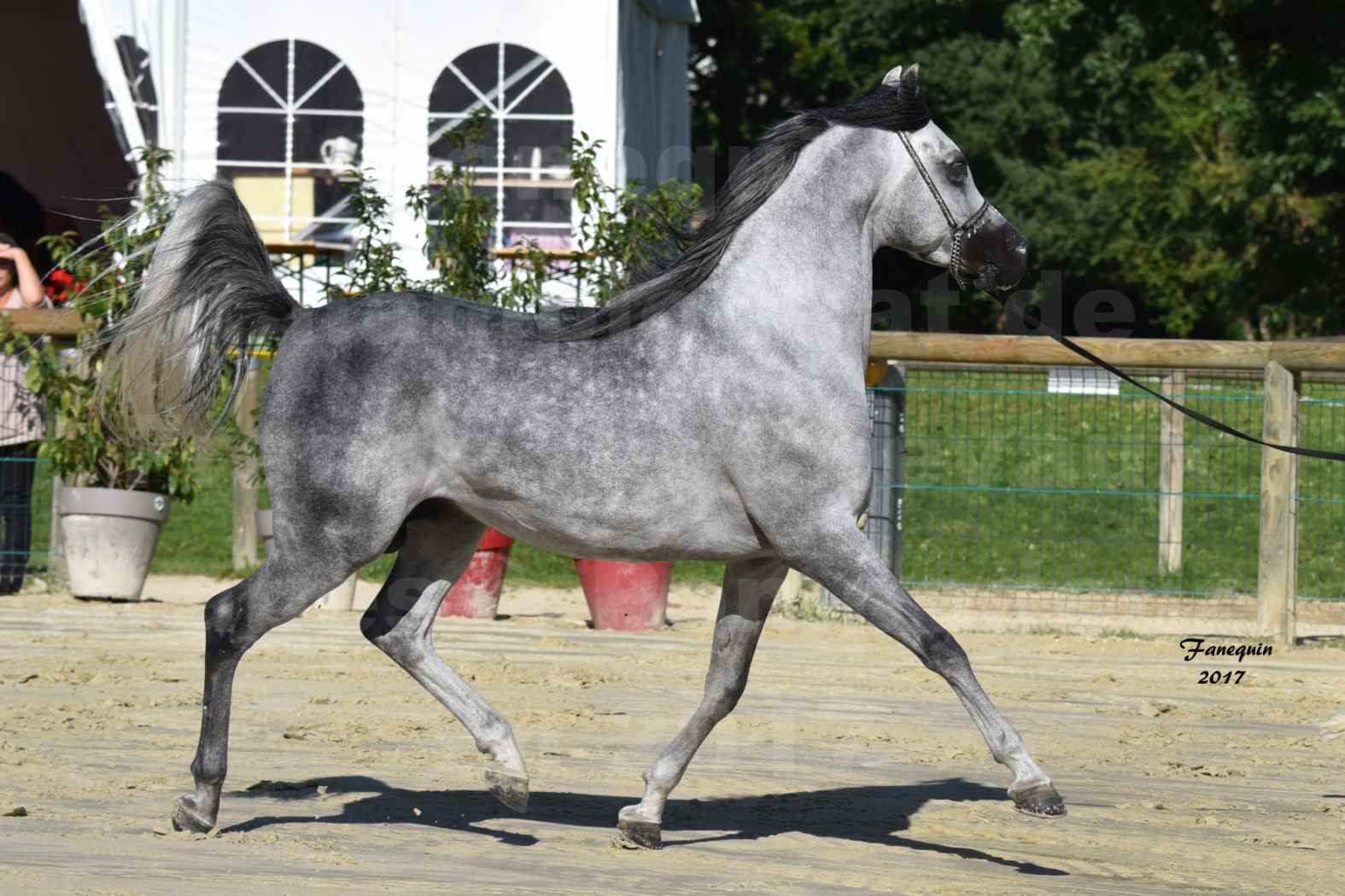 Championnat de France de Chevaux Arabes à Pompadour en 2017 - AL MINYA - 3