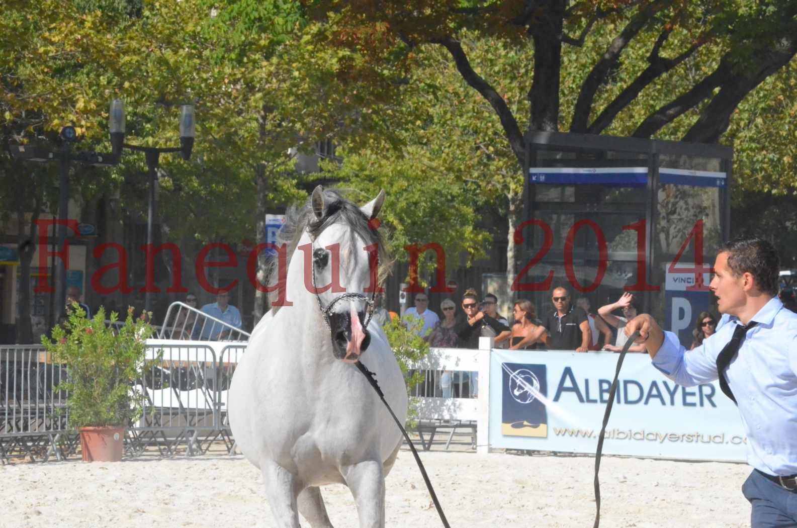 Concours National de Nîmes de chevaux ARABES 2014 - Championnat - SHAOLIN DE NEDJAIA - 27