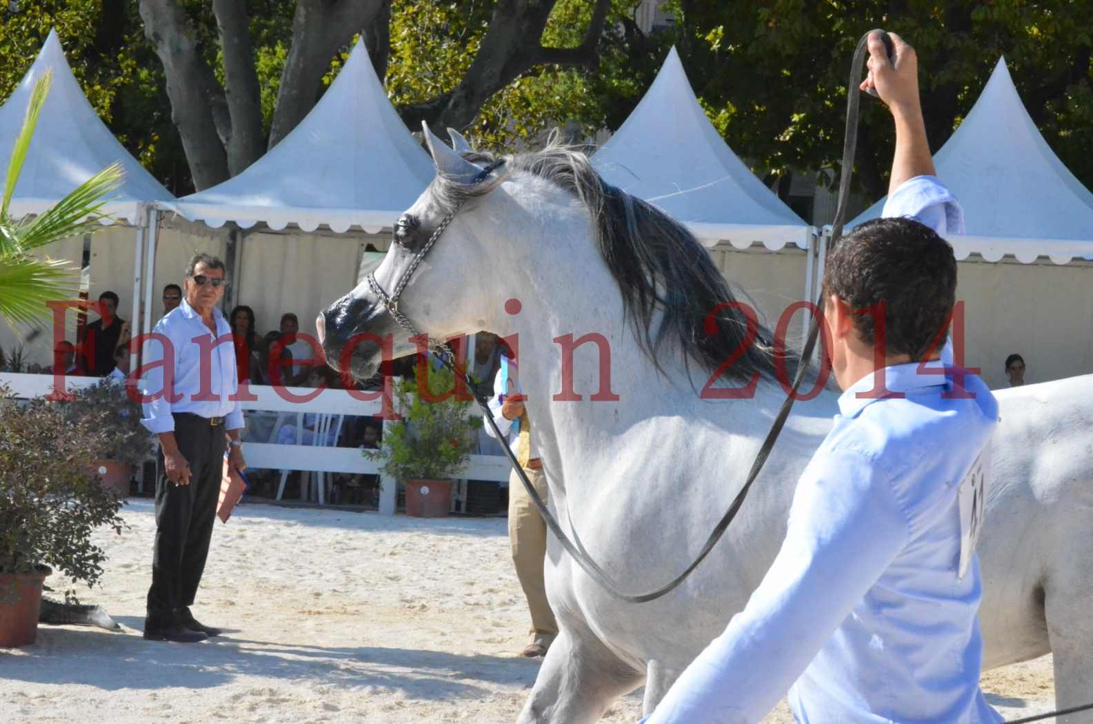 Concours National de Nîmes de chevaux ARABES 2014 - Championnat - SHAOLIN DE NEDJAIA - 34