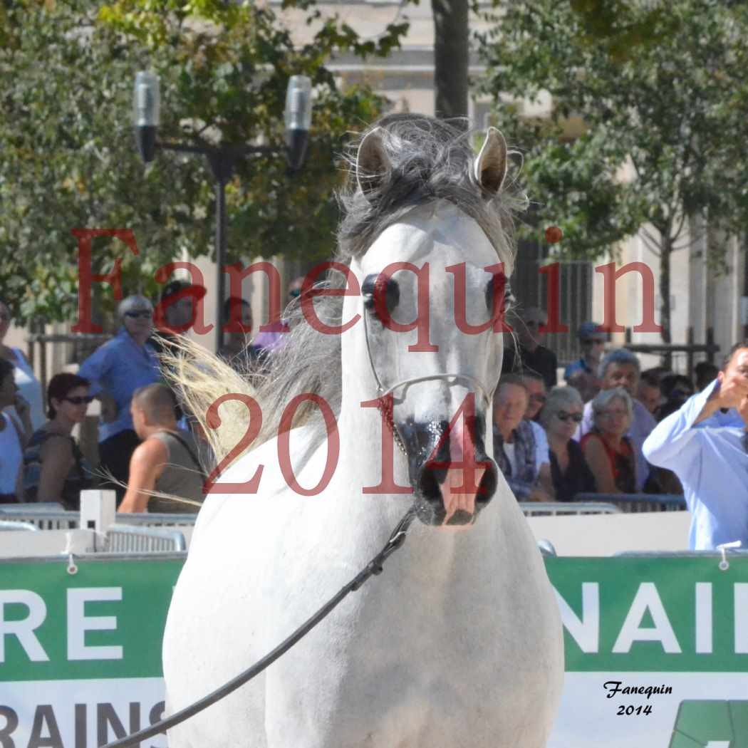 Concours National de Nîmes de chevaux ARABES 2014 - Notre Sélection - Portraits - SHAOLIN DE NEDJAIA - 08