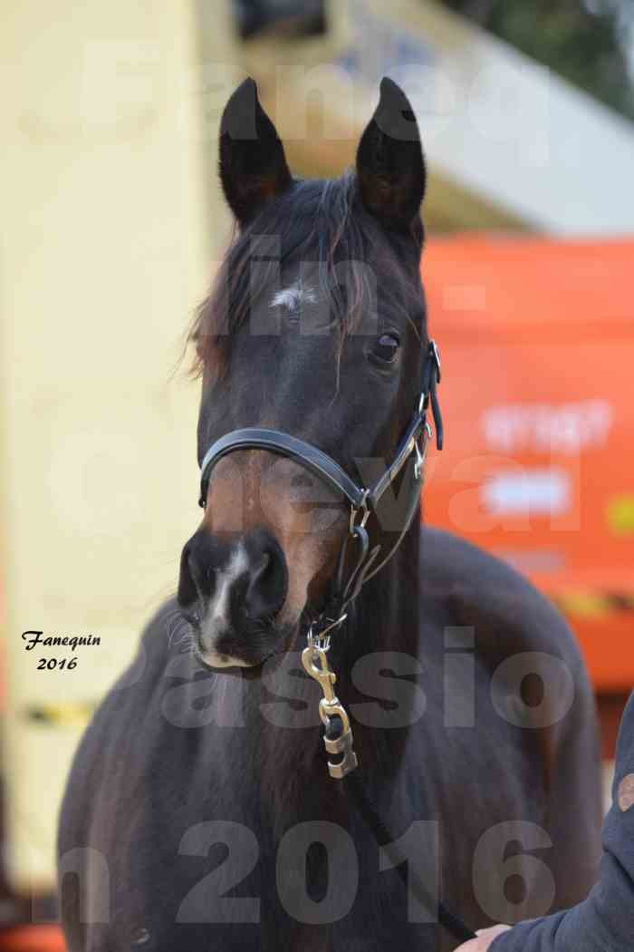 Cheval Passion 2016 - Portraits de Chevaux Arabes - élevage EL MAGLEP ARABIANS - 1