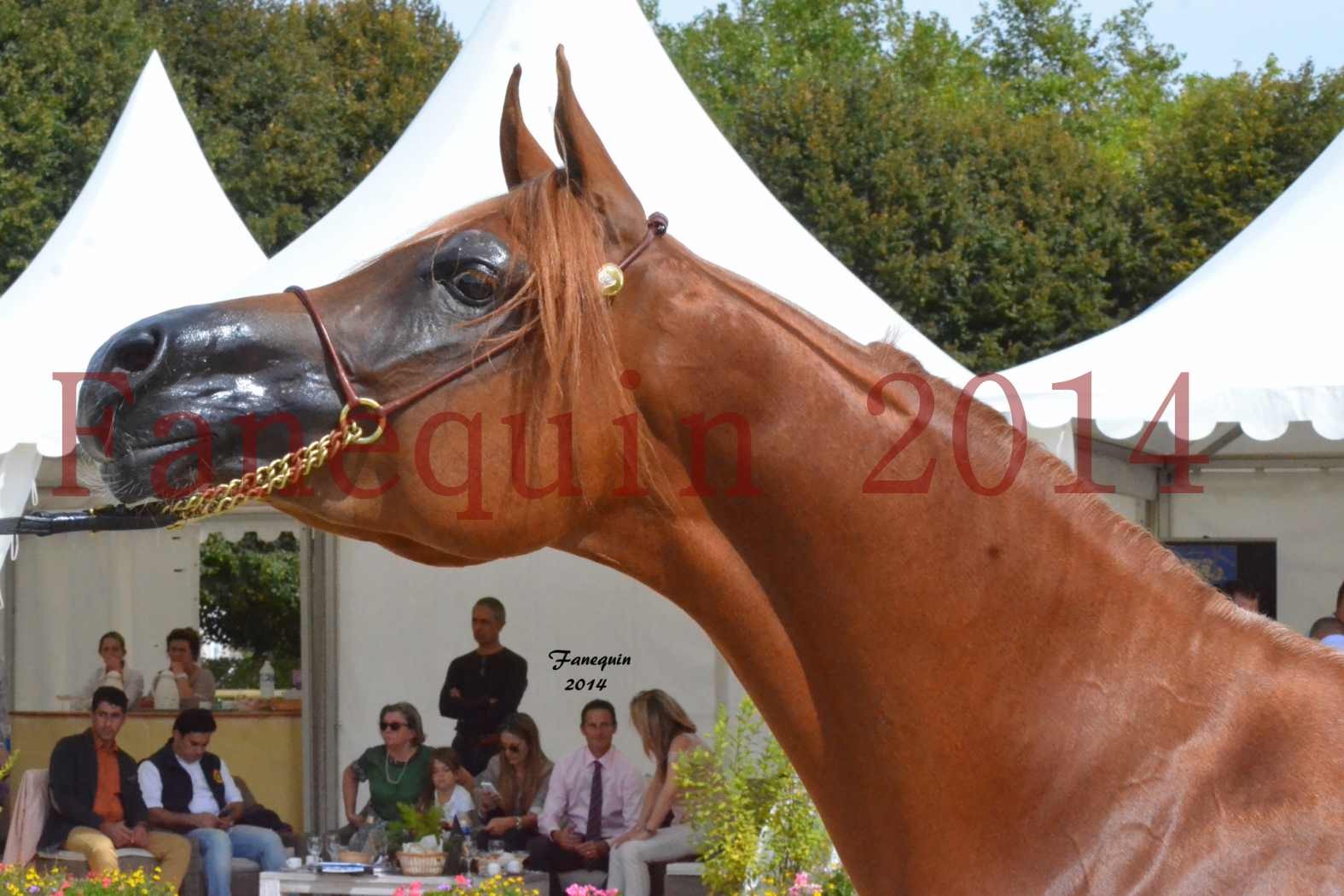 ﻿CHAMPIONNAT DE FRANCE 2014 A POMPADOUR - Notre Sélection - Portraits - LUTFINAH JA - 07