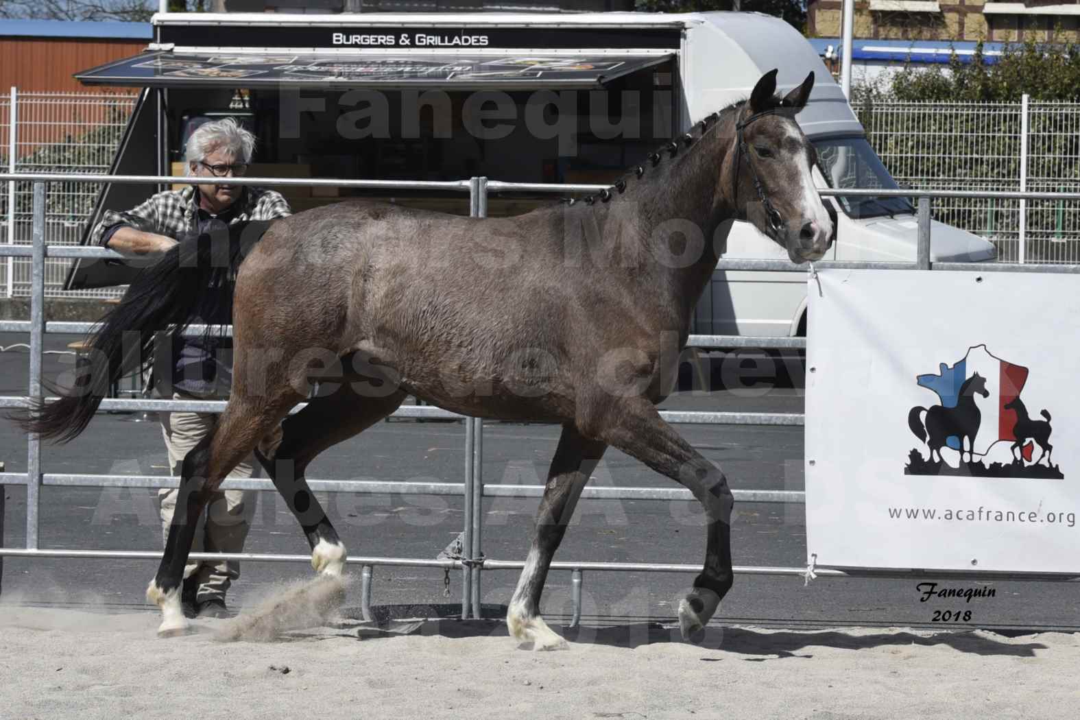 Concours d'élevage de Chevaux Arabes - D. S. A. - A. A. - ALBI les 6 & 7 Avril 2018 - GOLD OF MARTRETTES - Notre Sélection - 7