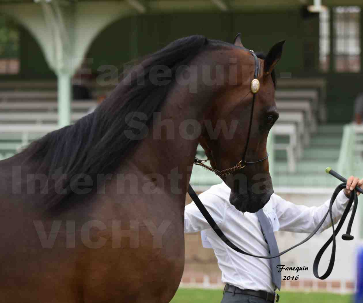 International Arabian Horse Show B de VICHY 2016 - MILLIAR - Notre Sélection - Portraits - 4