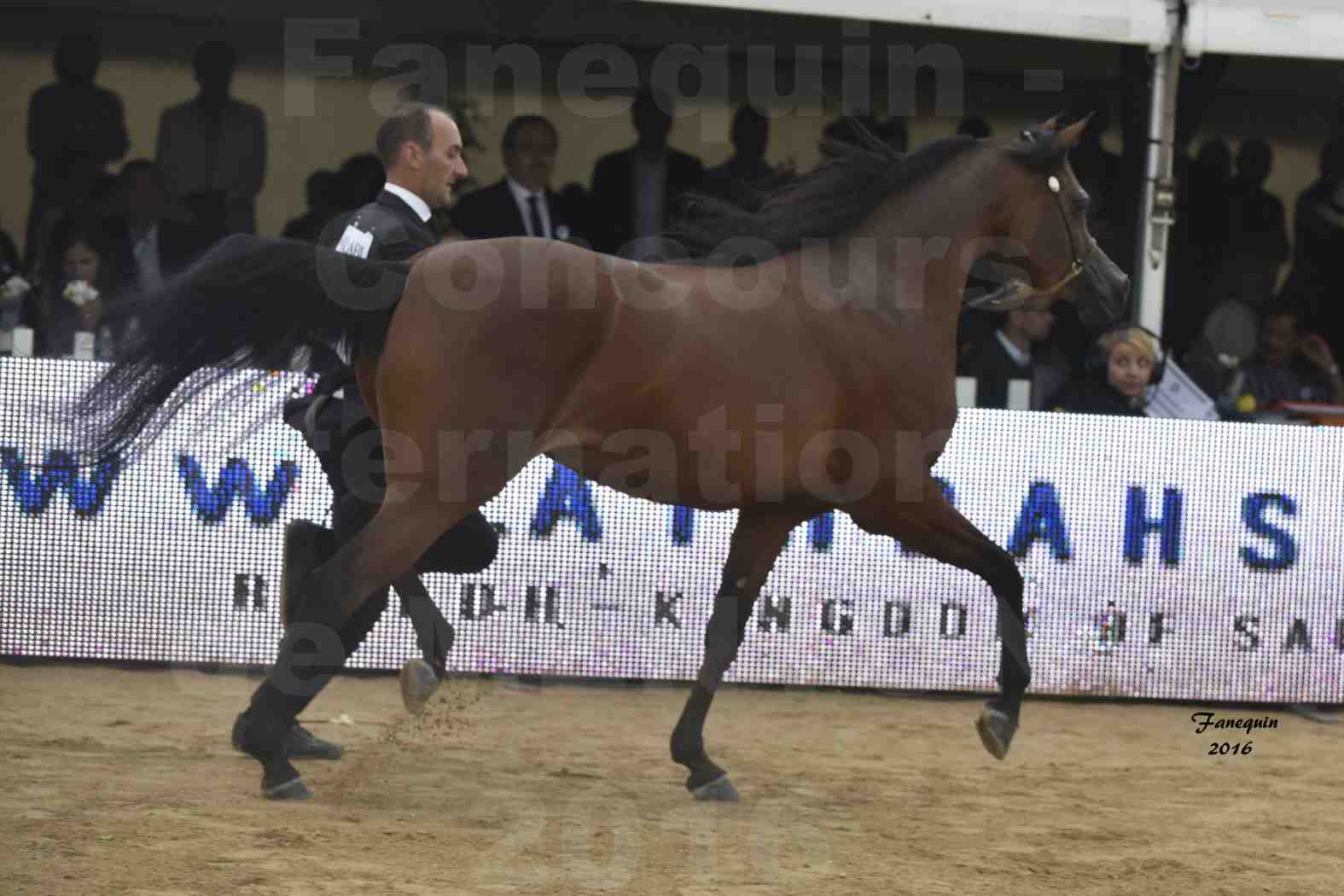 Championnat du Pur-Sang Arabe de la Méditerranée et des pays Arabes - MENTON 2016 - GHAZALAH AL AALYA - Notre Sélection - 8