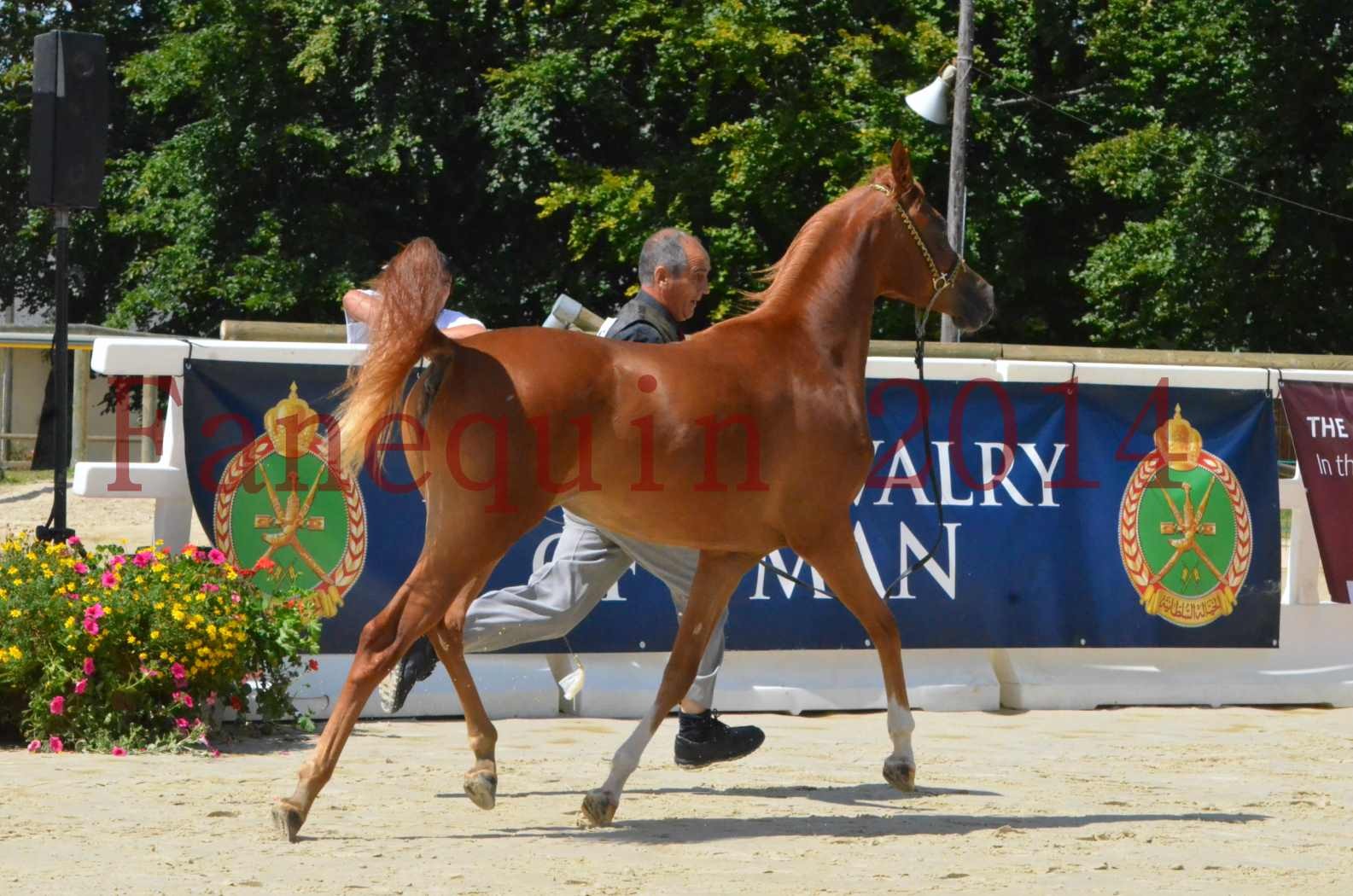 Championnat de FRANCE 2014 - Amateurs - SH CALLAS BINT ARMANI - 26