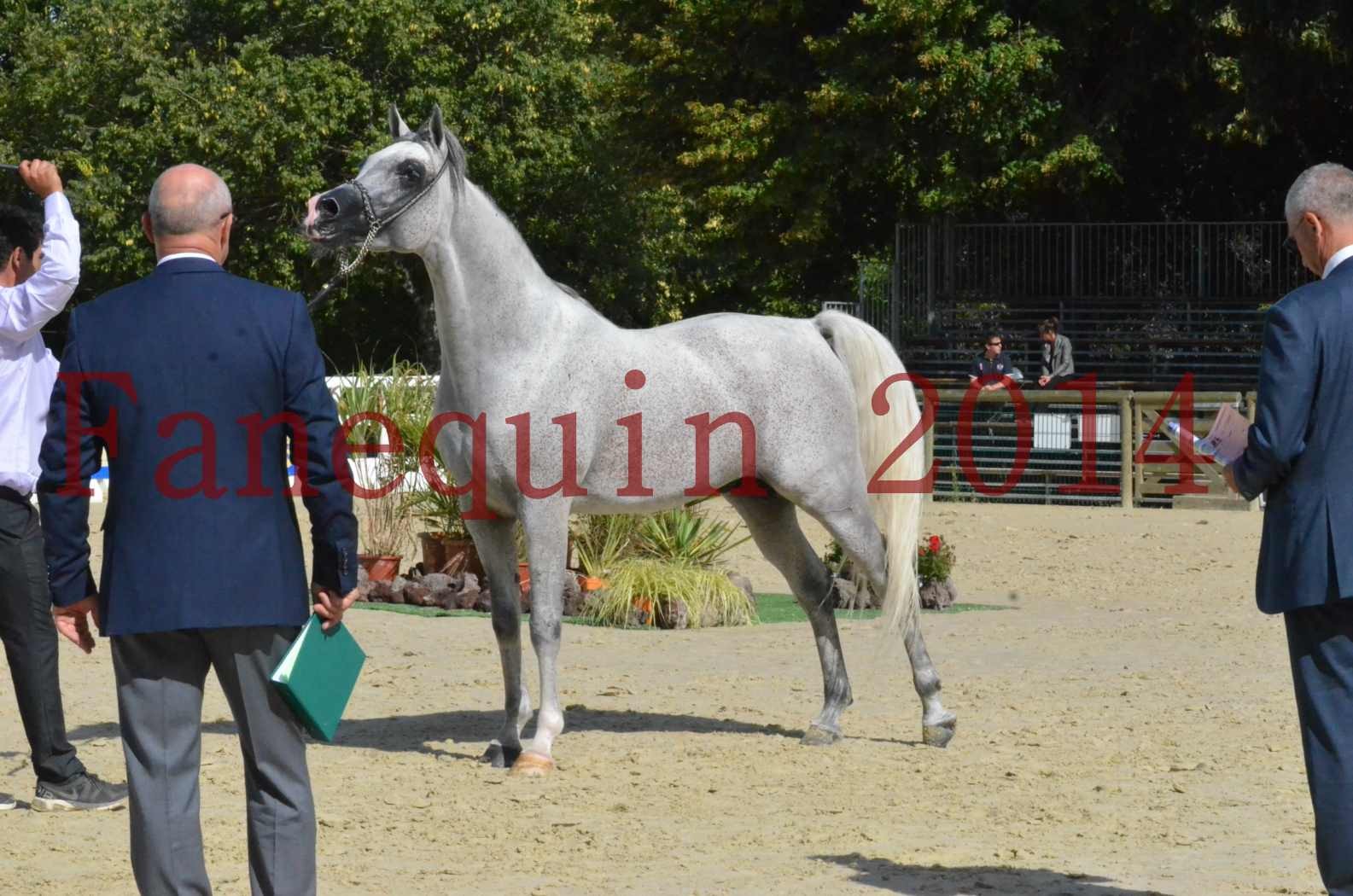 CHAMPIONNAT DE FRANCE  2014 A POMPADOUR - Sélection - SHEYK DE GARGASSAN - 17