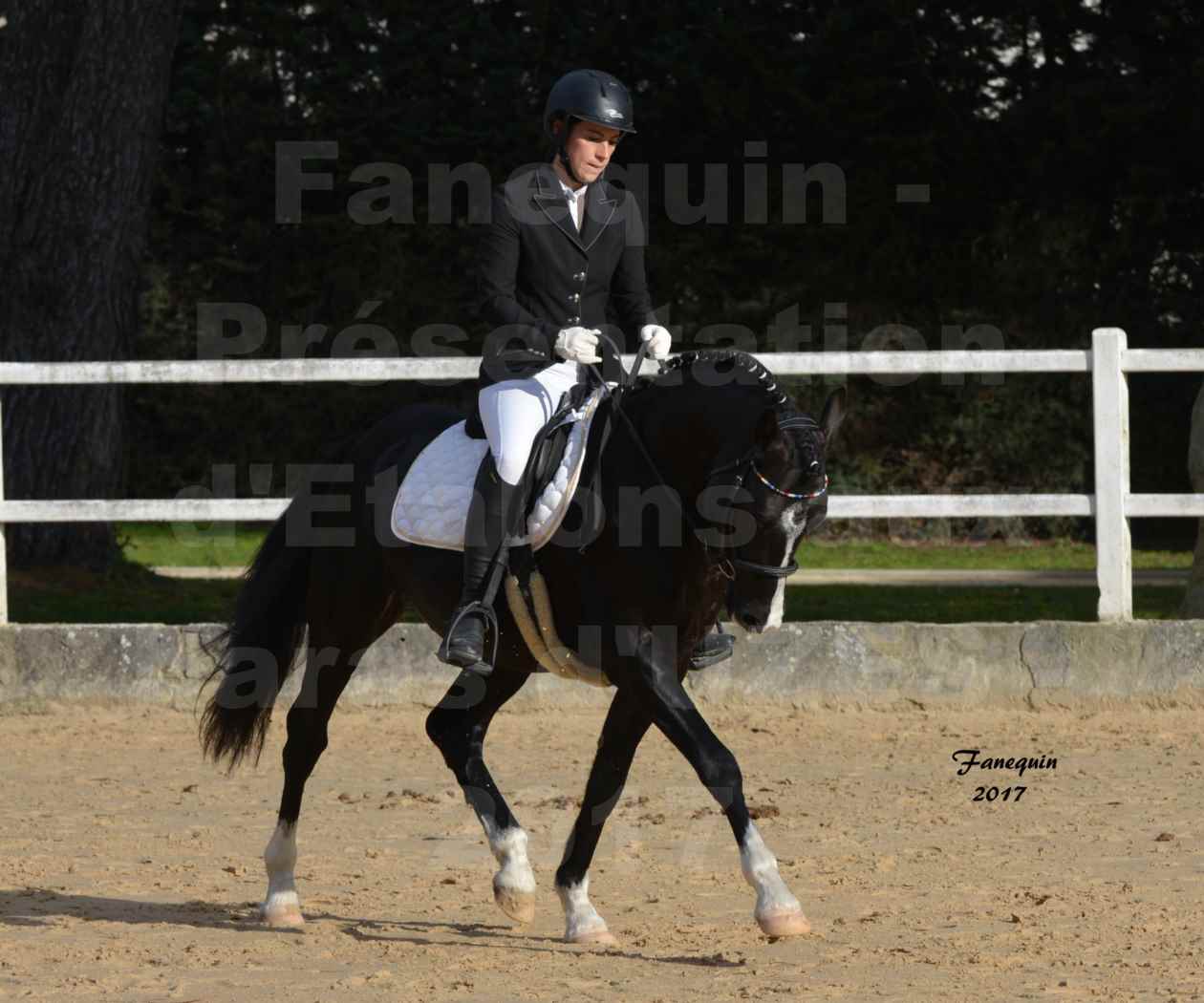 Présentation d’Étalons aux Haras d'UZES - Présentation  monté - VOLUPTO DES BOURDONS - 2