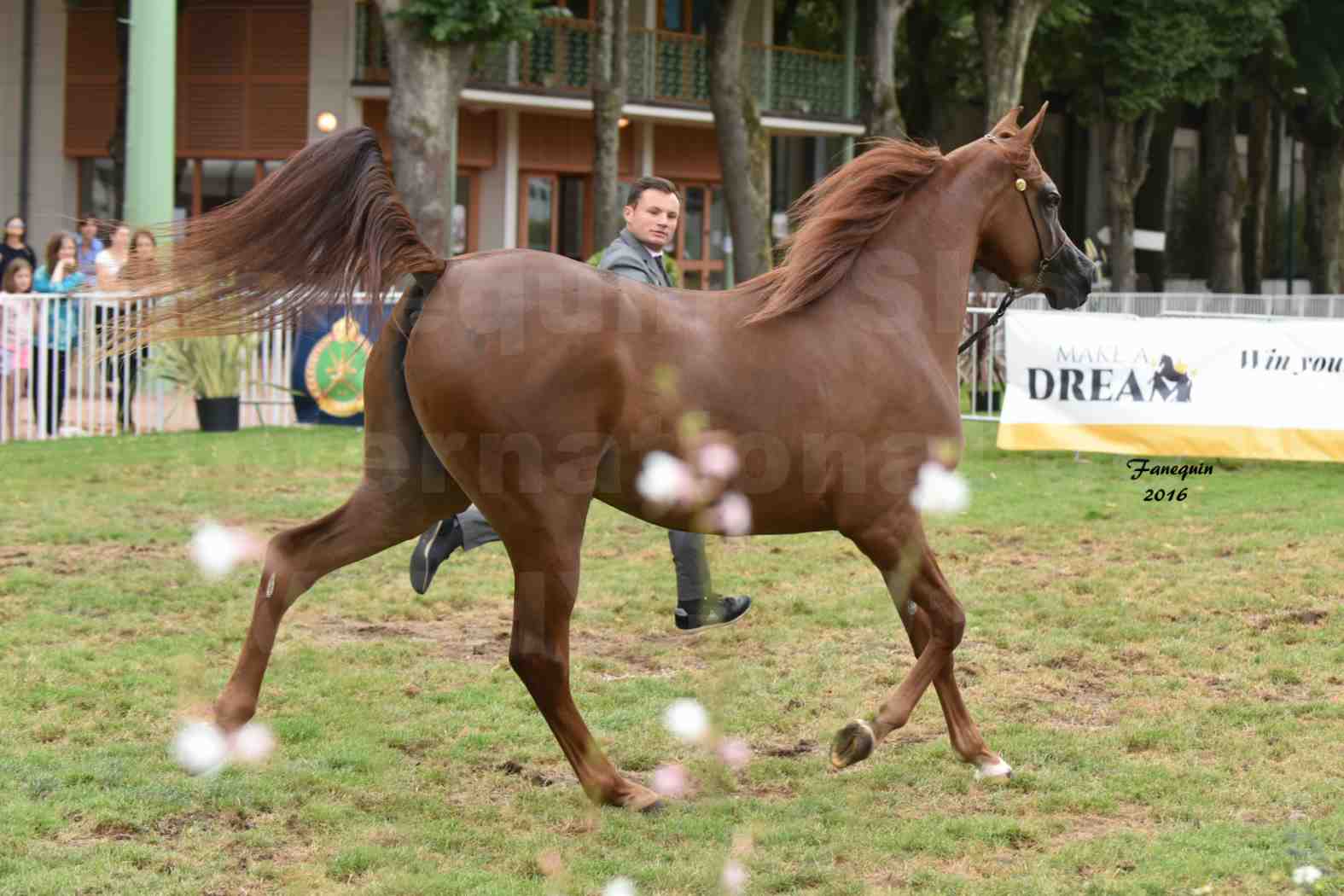 International Arabian Horse Show B de VICHY 2016 - PEARL DE DJOON - Notre Sélection - 17