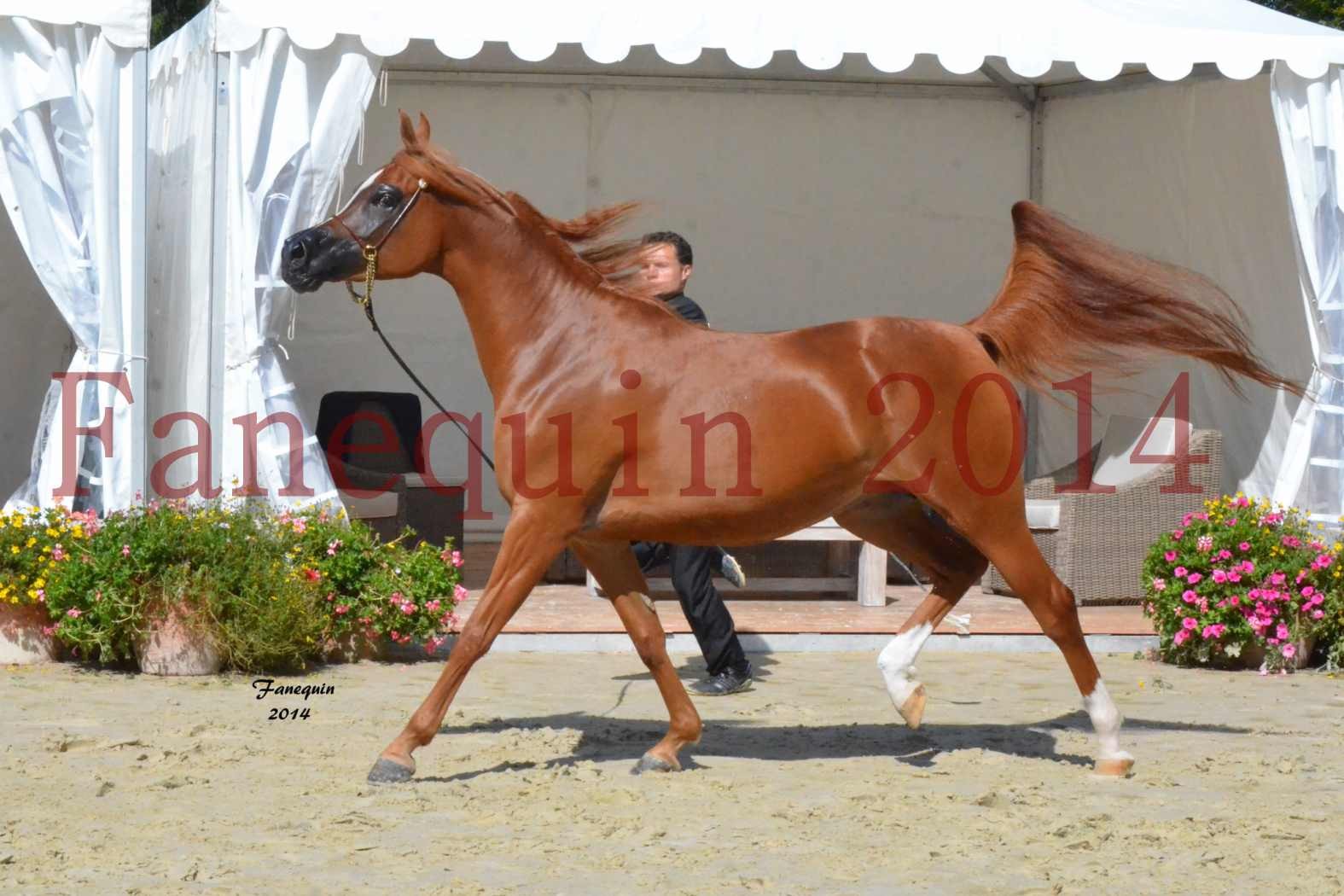 ﻿CHAMPIONNAT DE FRANCE 2014 A POMPADOUR - Notre Sélection - KINSHASA JA - 06